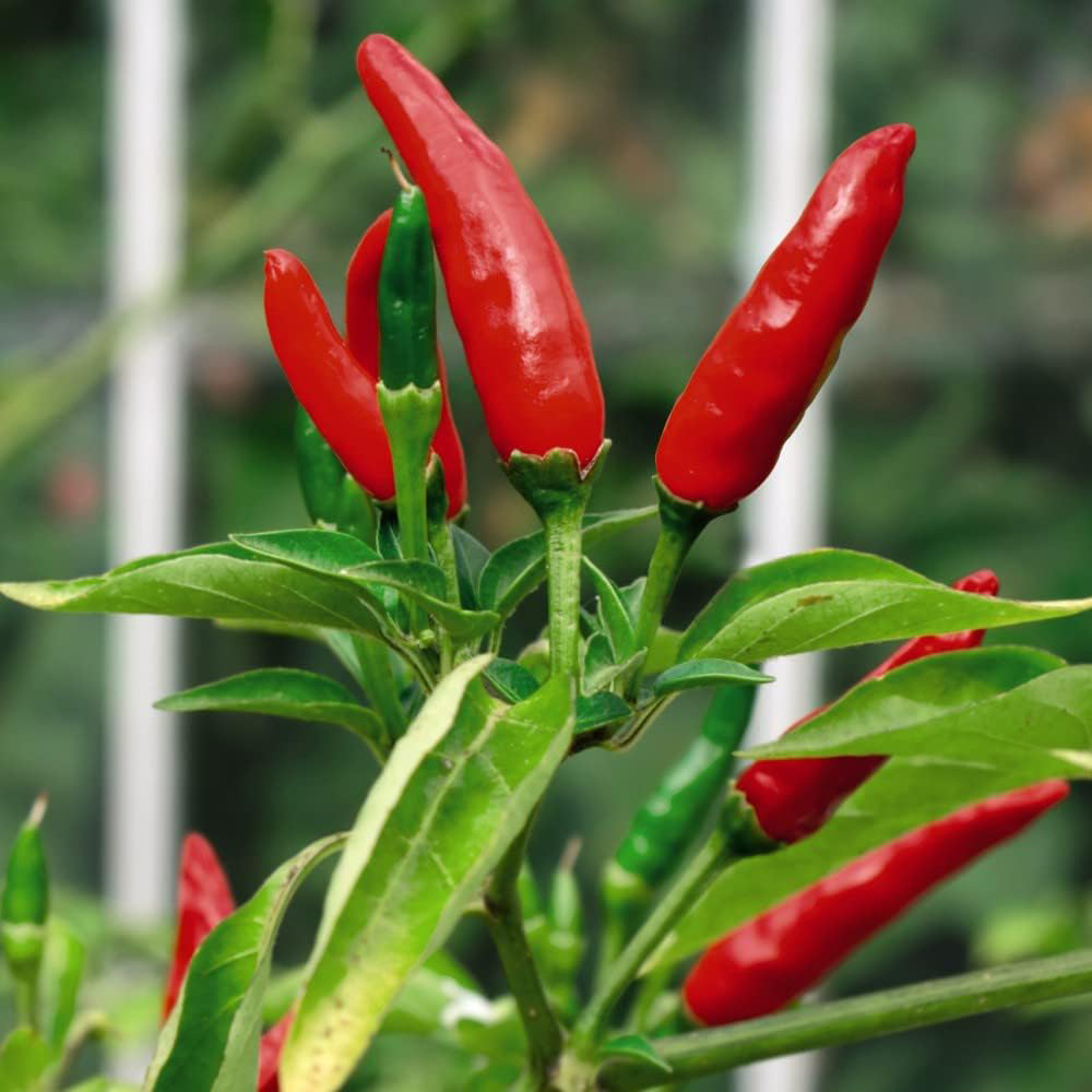 Thompson and Morgan Tabasco Chilli Pepper Plant Pot 9cm Image 1