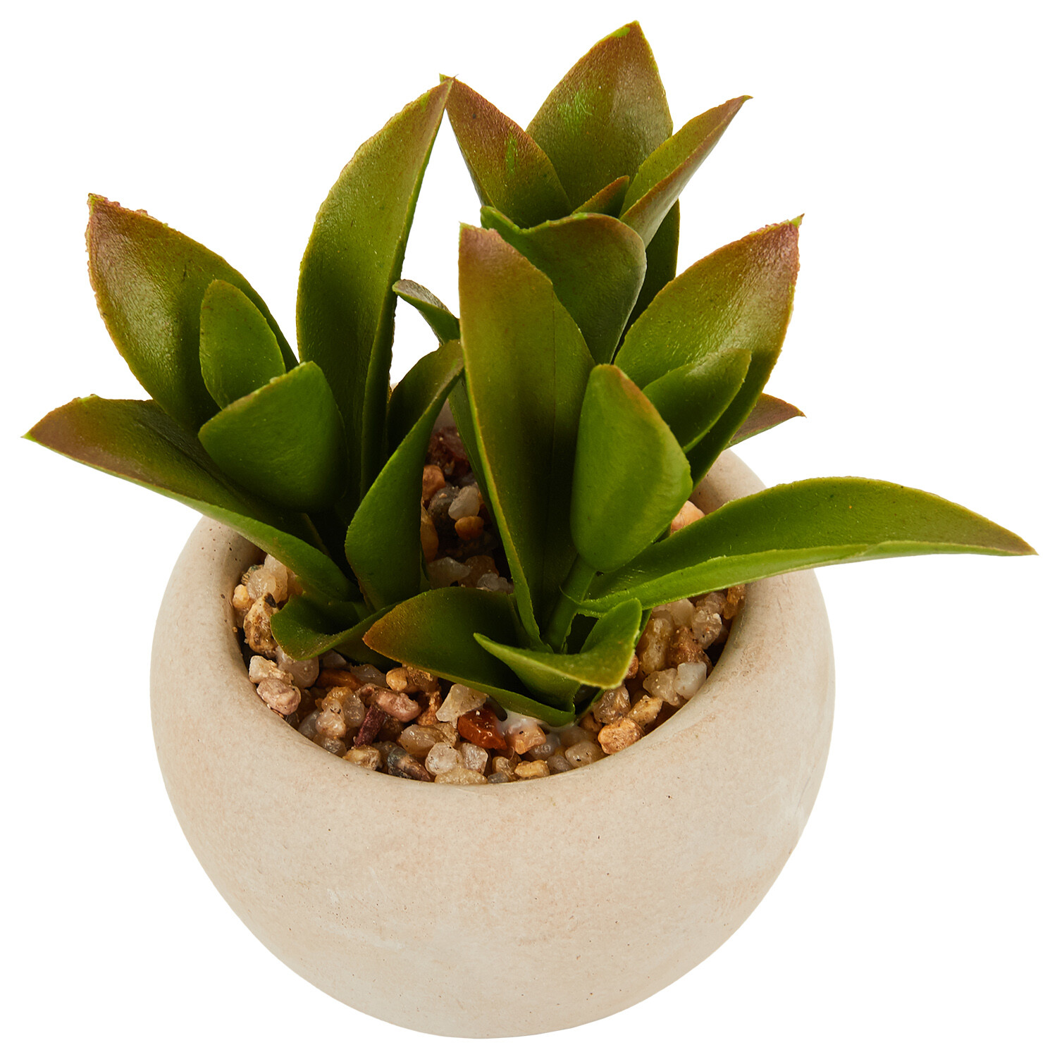 Mini Succulent in Pot - Green and Cream Image 14