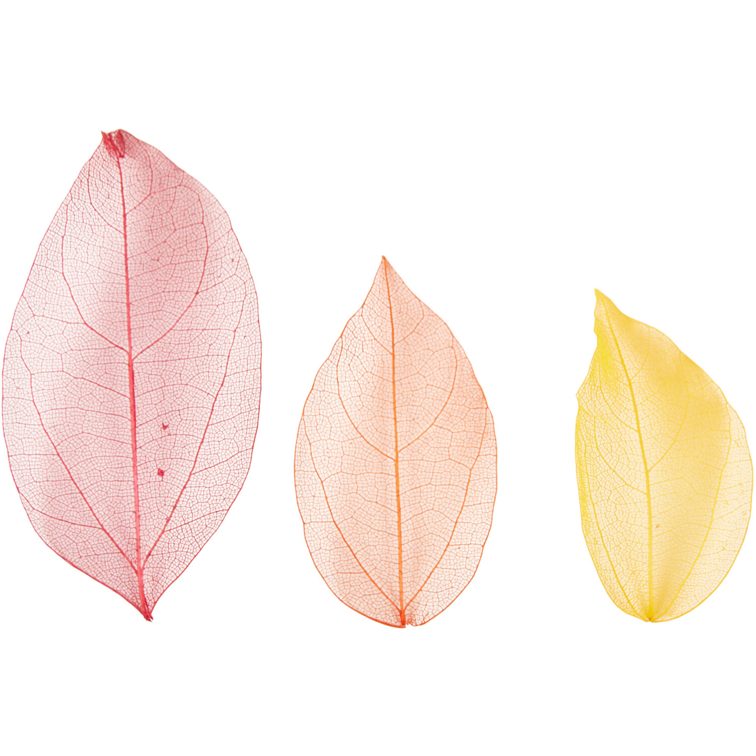 Pack of 40 Autumn Skeleton Leaves Image 3