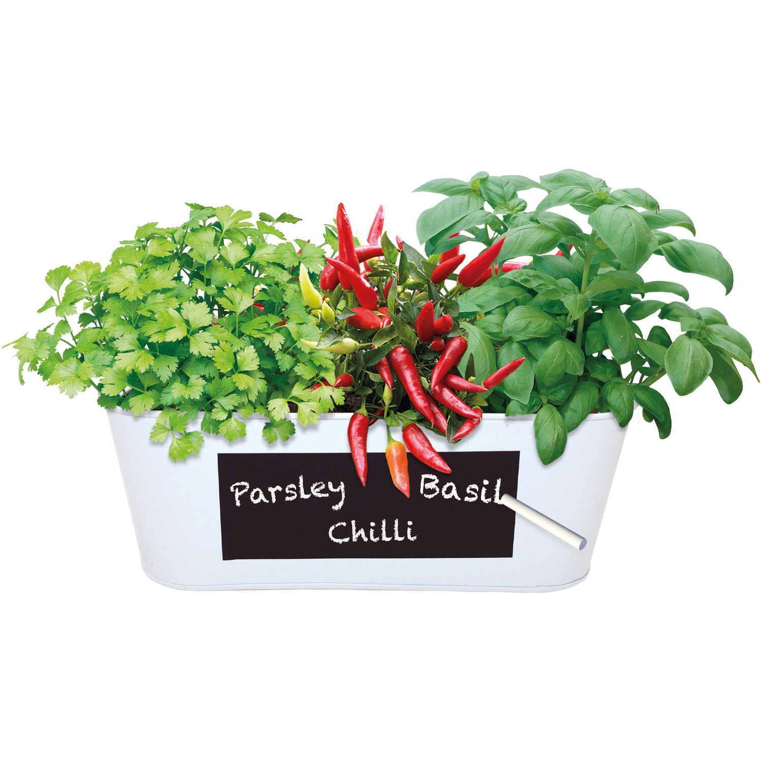 Indoor Flavour Spicy and Aromatic Grow Set - White Image 2