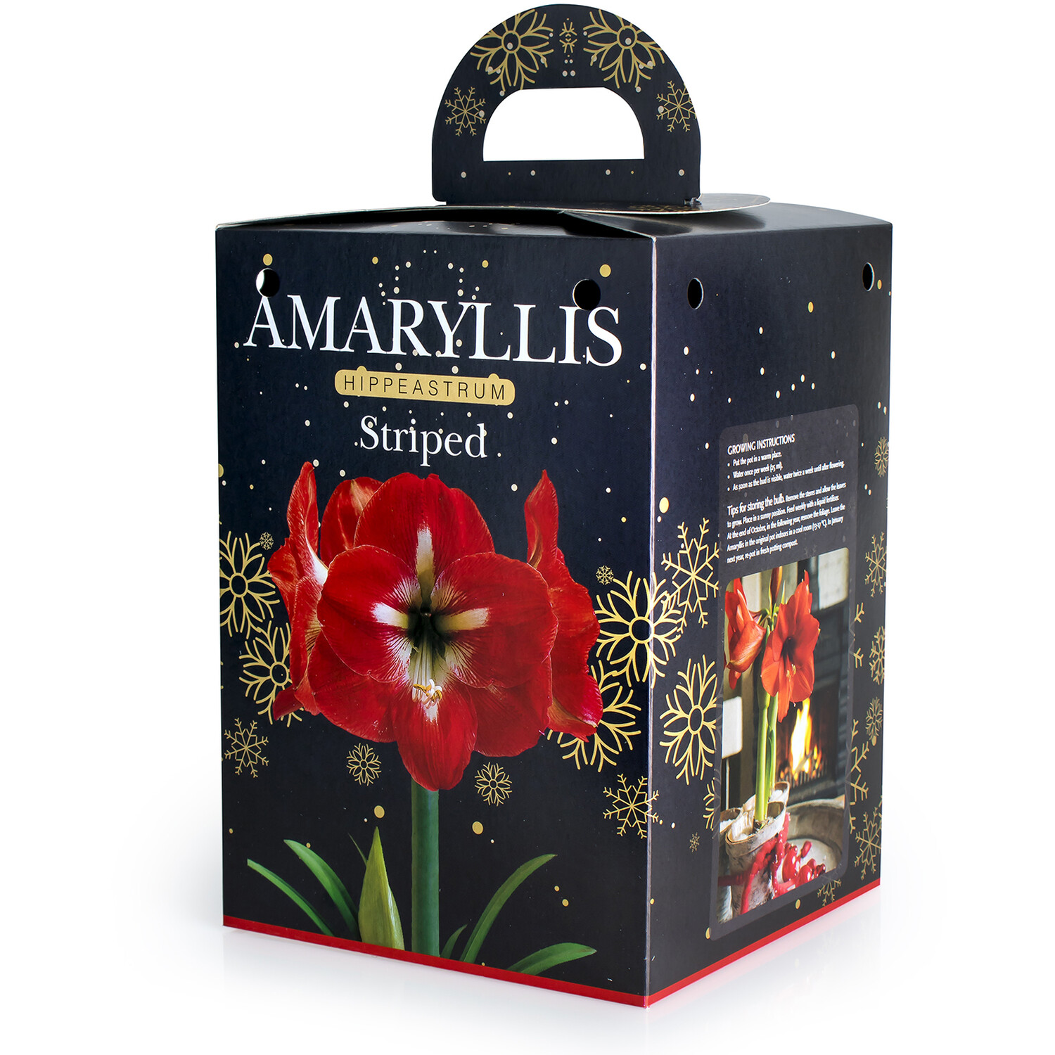 Amaryllis Gift Kit Image 2