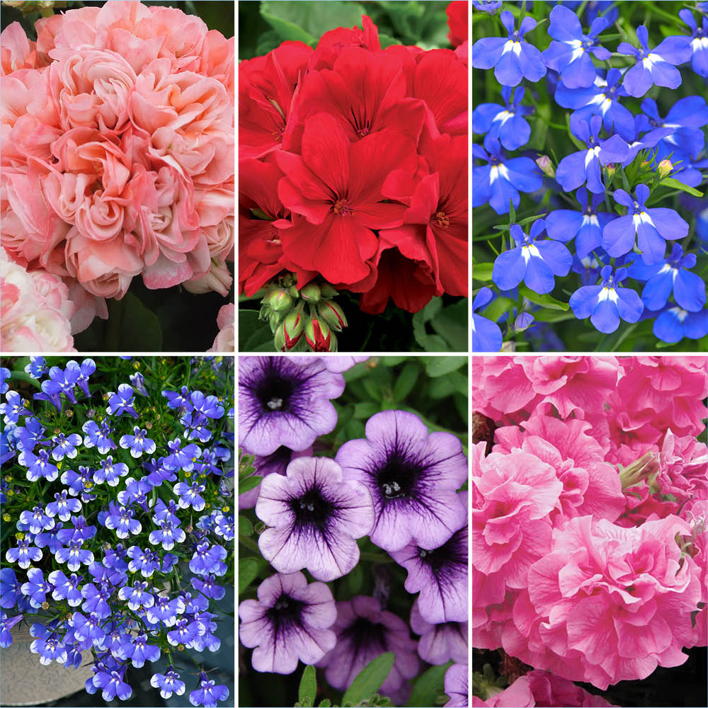YouGarden Summer Flowering Bedding Collection Plant Pot 9cm 12 Pack Image 2