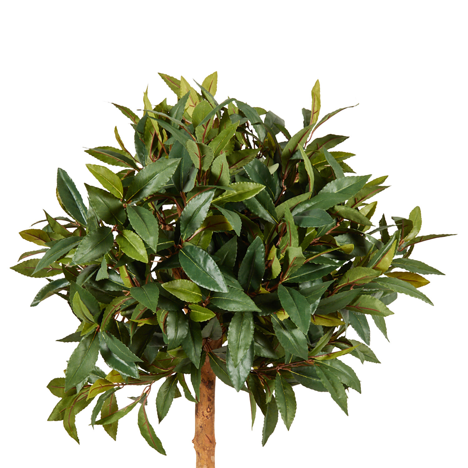 Topiary Style Single Trunk Bay Leaf Tree - Green Image 2