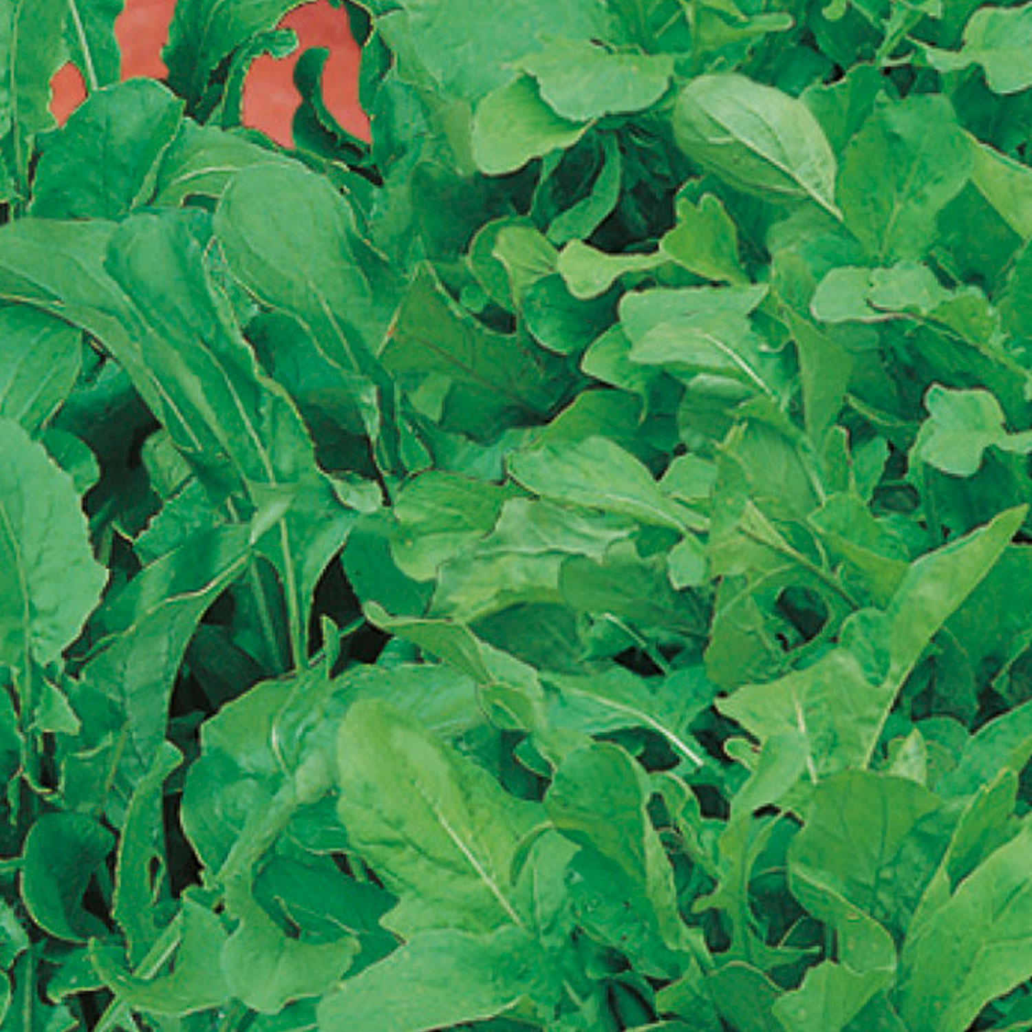 Johnsons Mixed Rocket Seeds Image 1