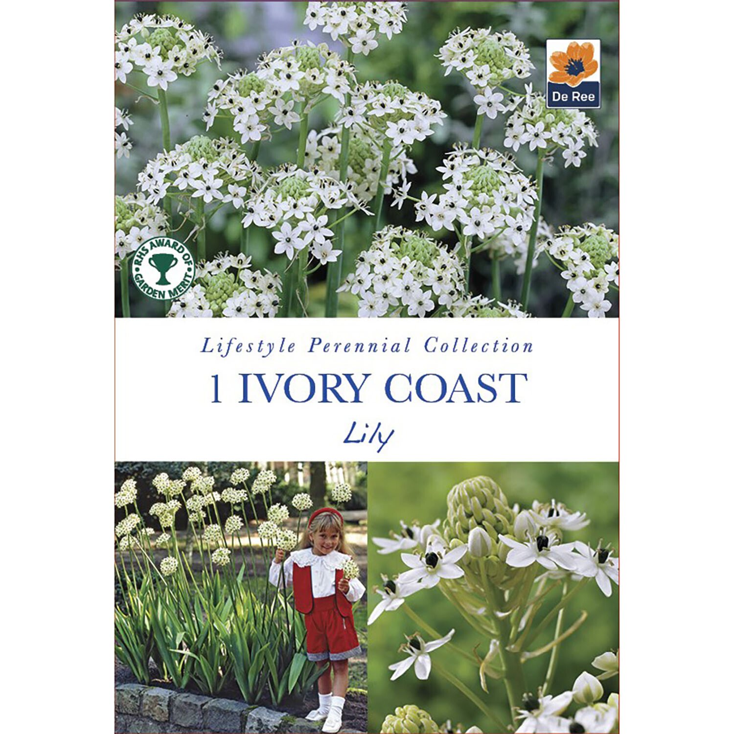 Lifestyle Perennial Bulbs Collection Image 17