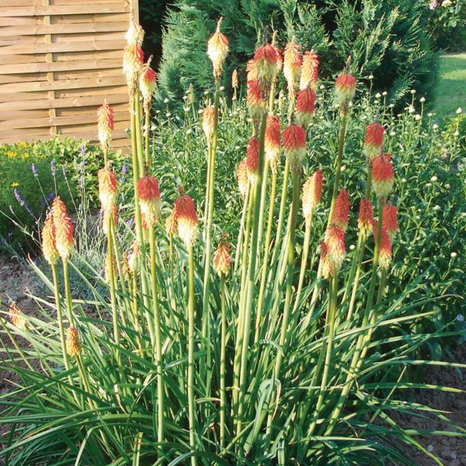 Peren Kniphofia Flamenco Image