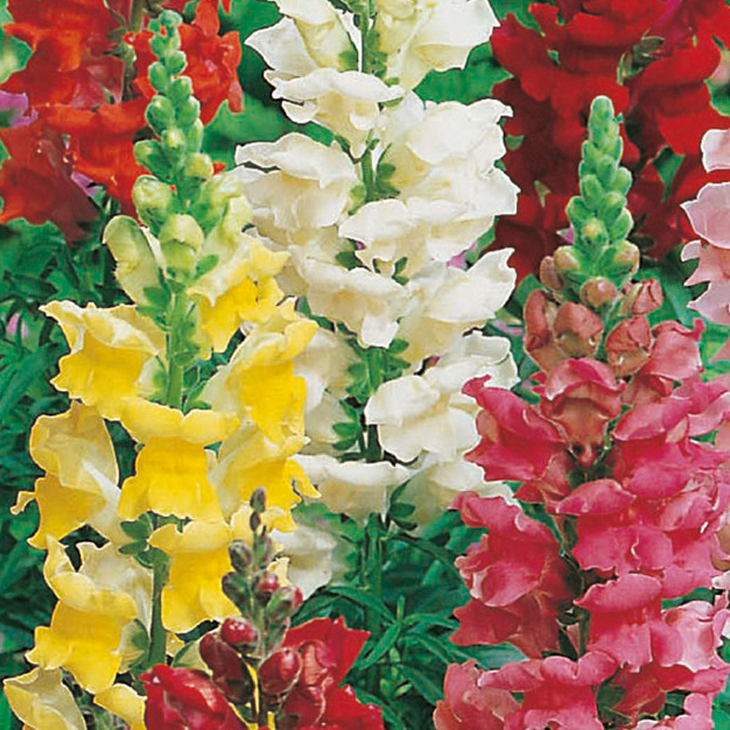 Johnsons Antirrhinum Rust Resistant Mixed Flower Seeds Image 1