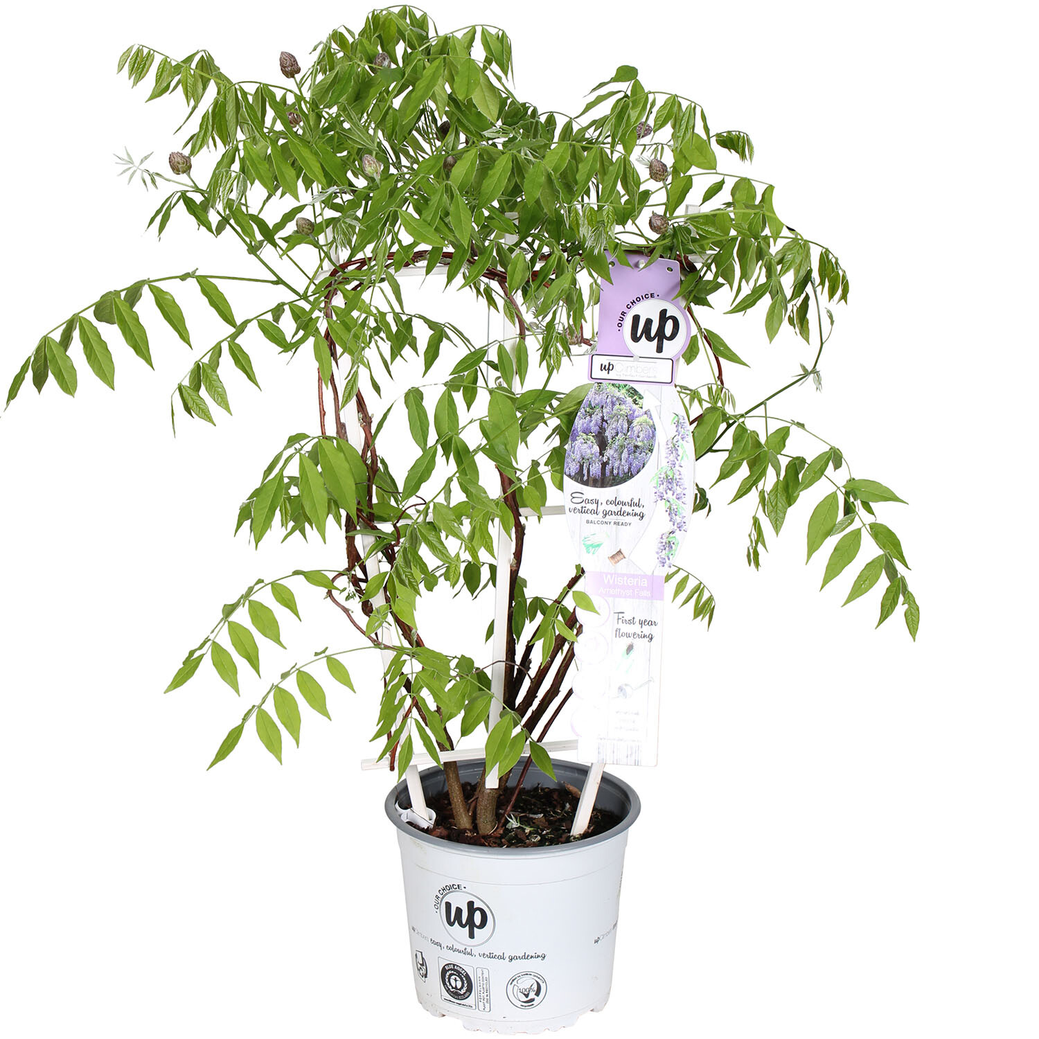 Wisteria Amethyst Falls 19cm - Green Image