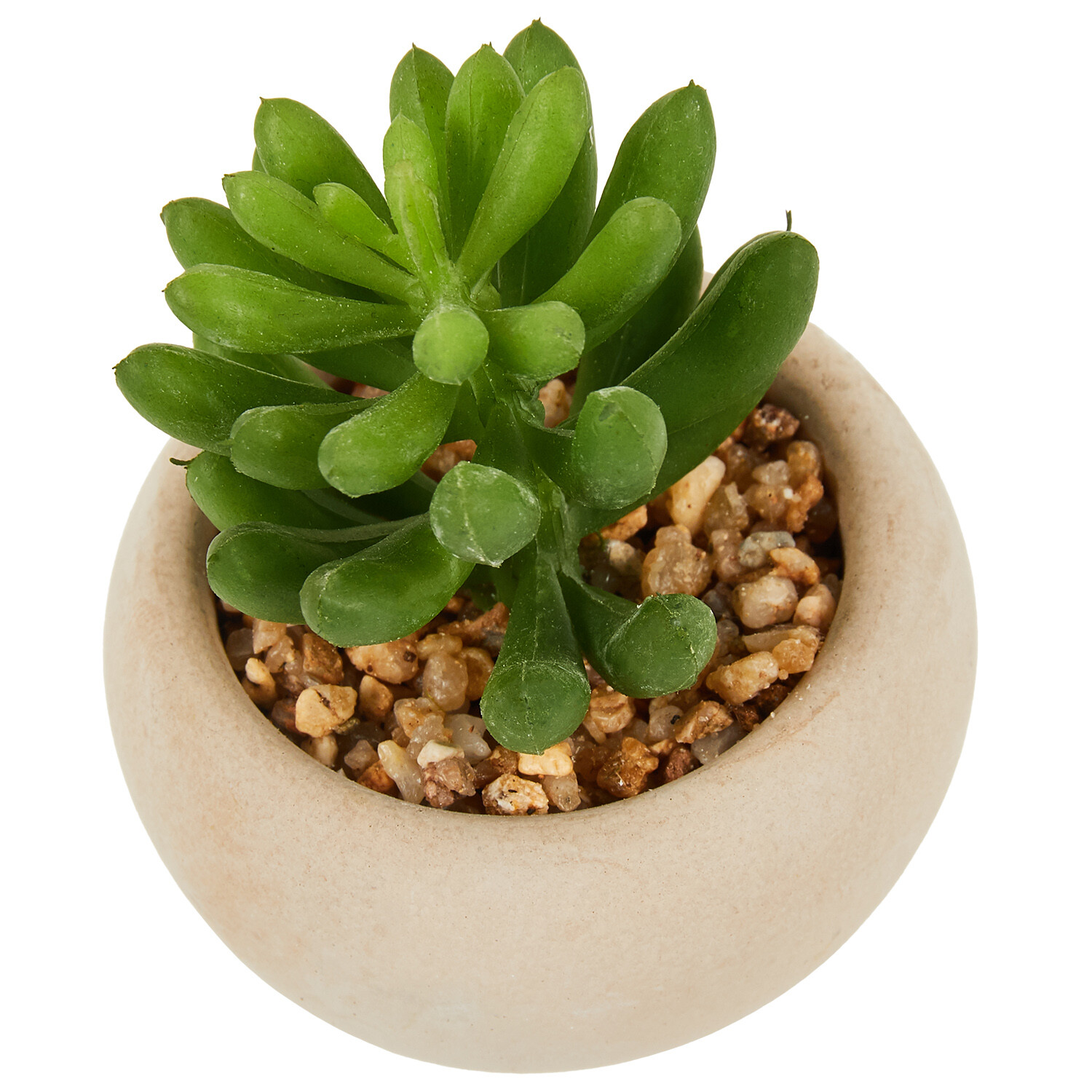 Mini Succulent in Pot - Green and Cream Image 15