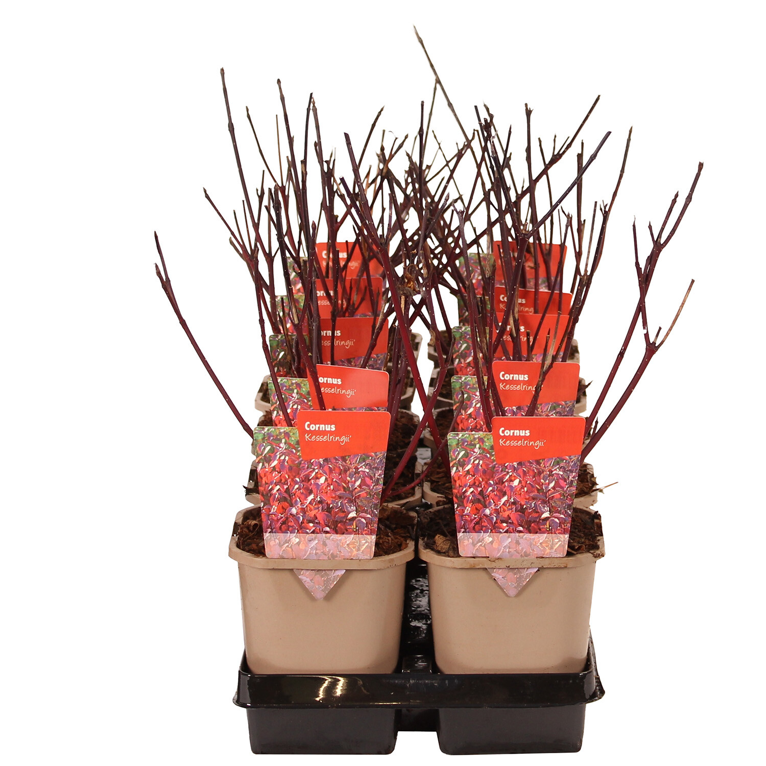 Cornus Alba Kesselringii 11cm - Blackish purple and red Image