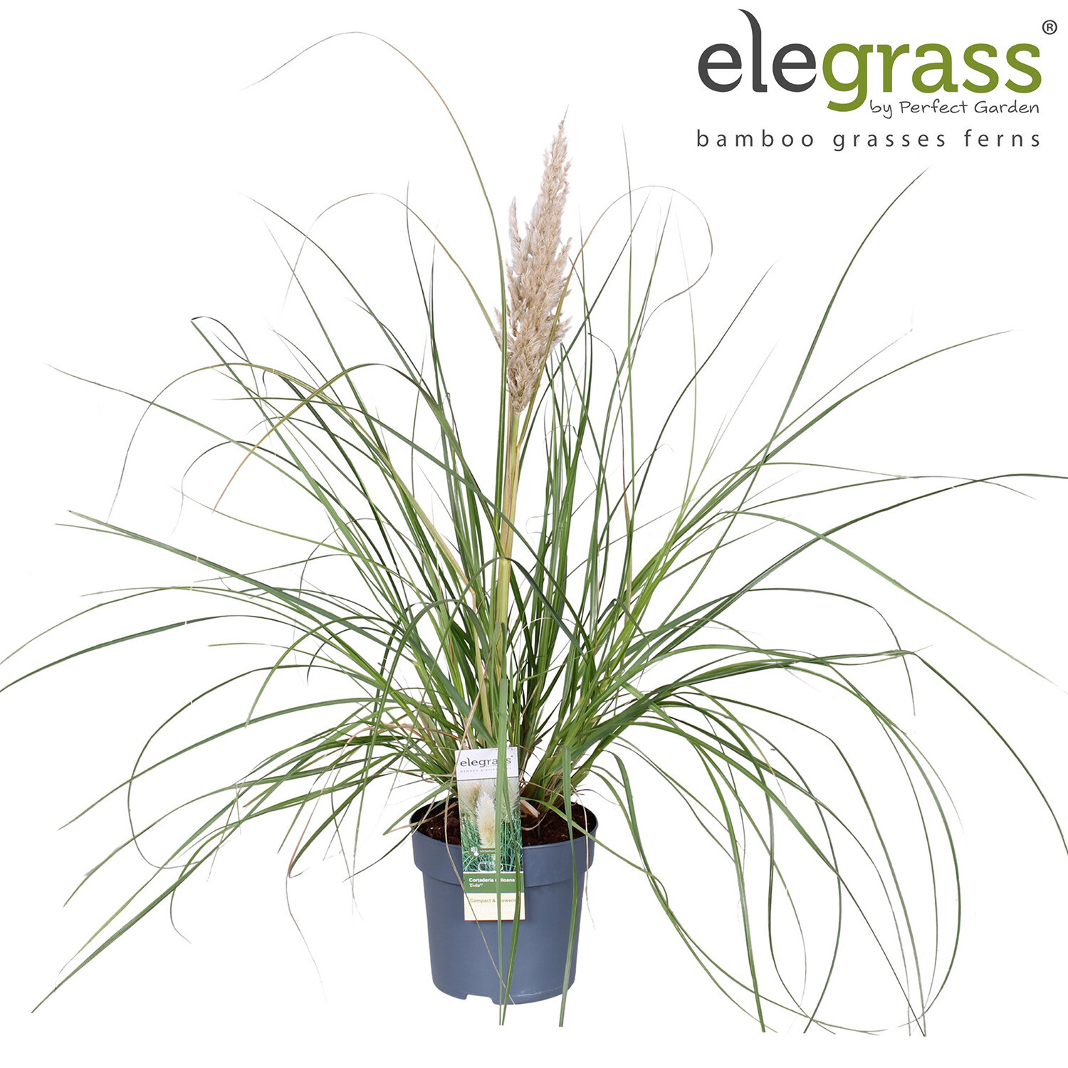 Cortaderia Selloana Pampas Grass 'Evita' Image