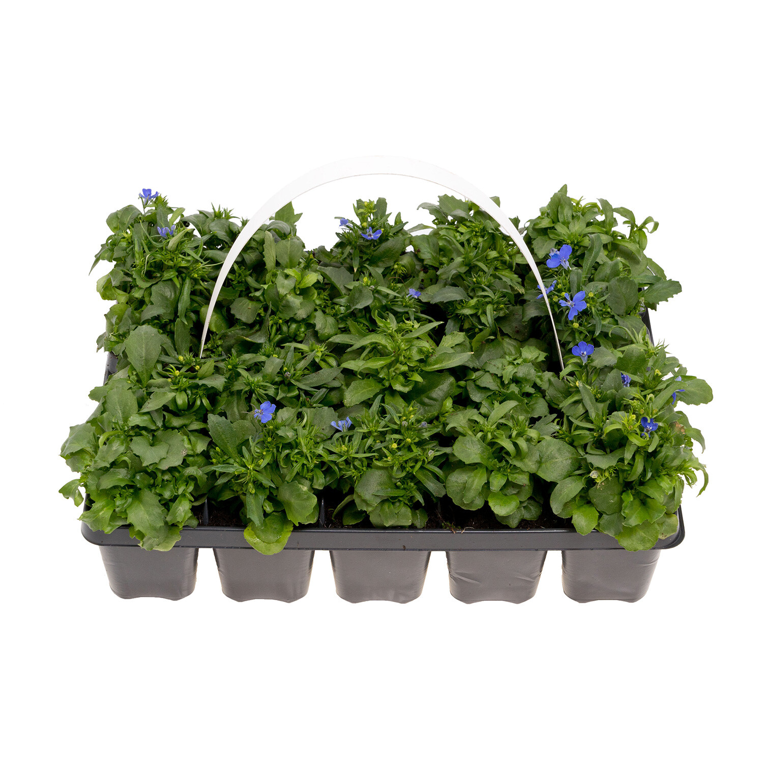 Pack of 20 Lobelia Bedding Plants - Blue Image