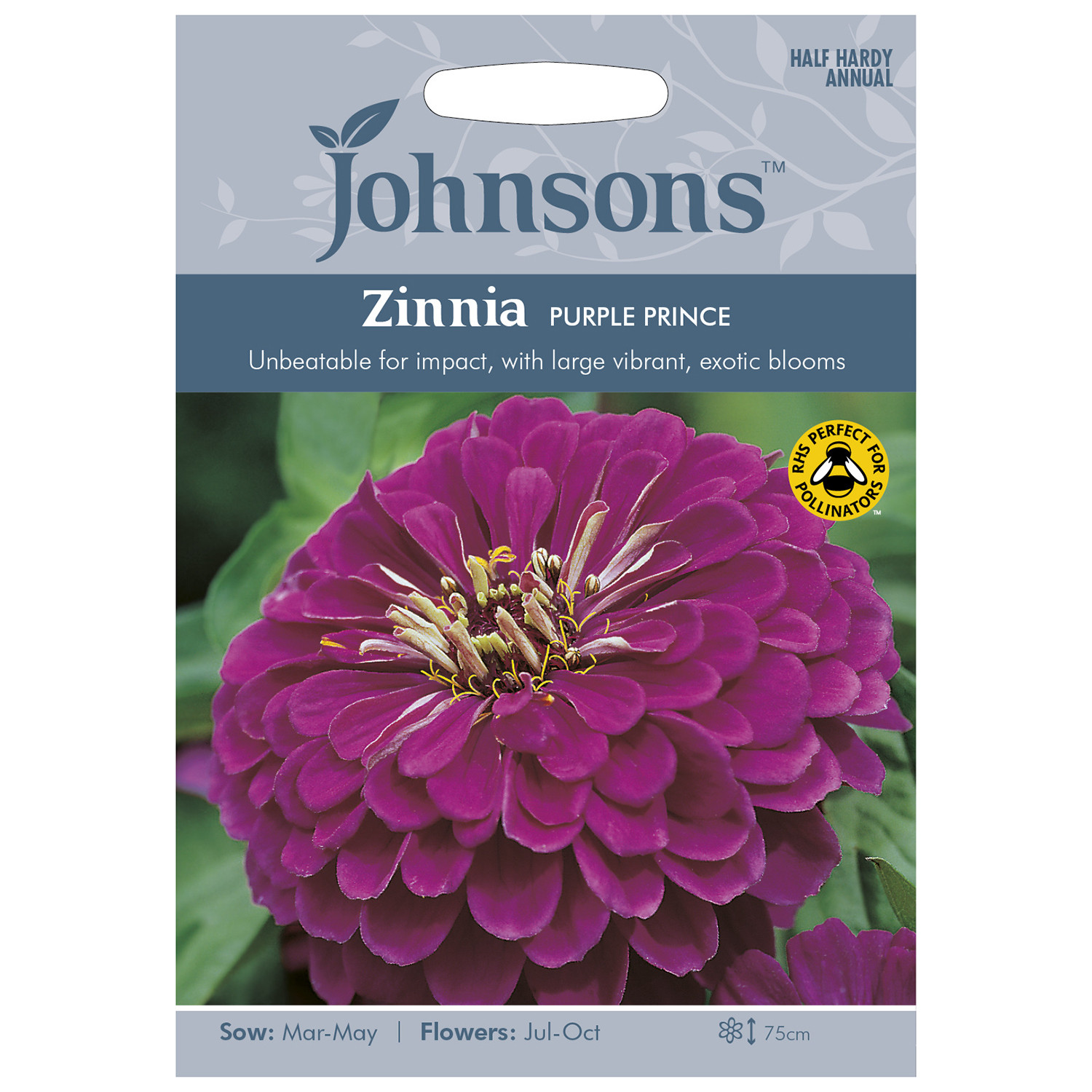 Johnsons Pack of Purple Prince Zinnia Flower Seeds Image