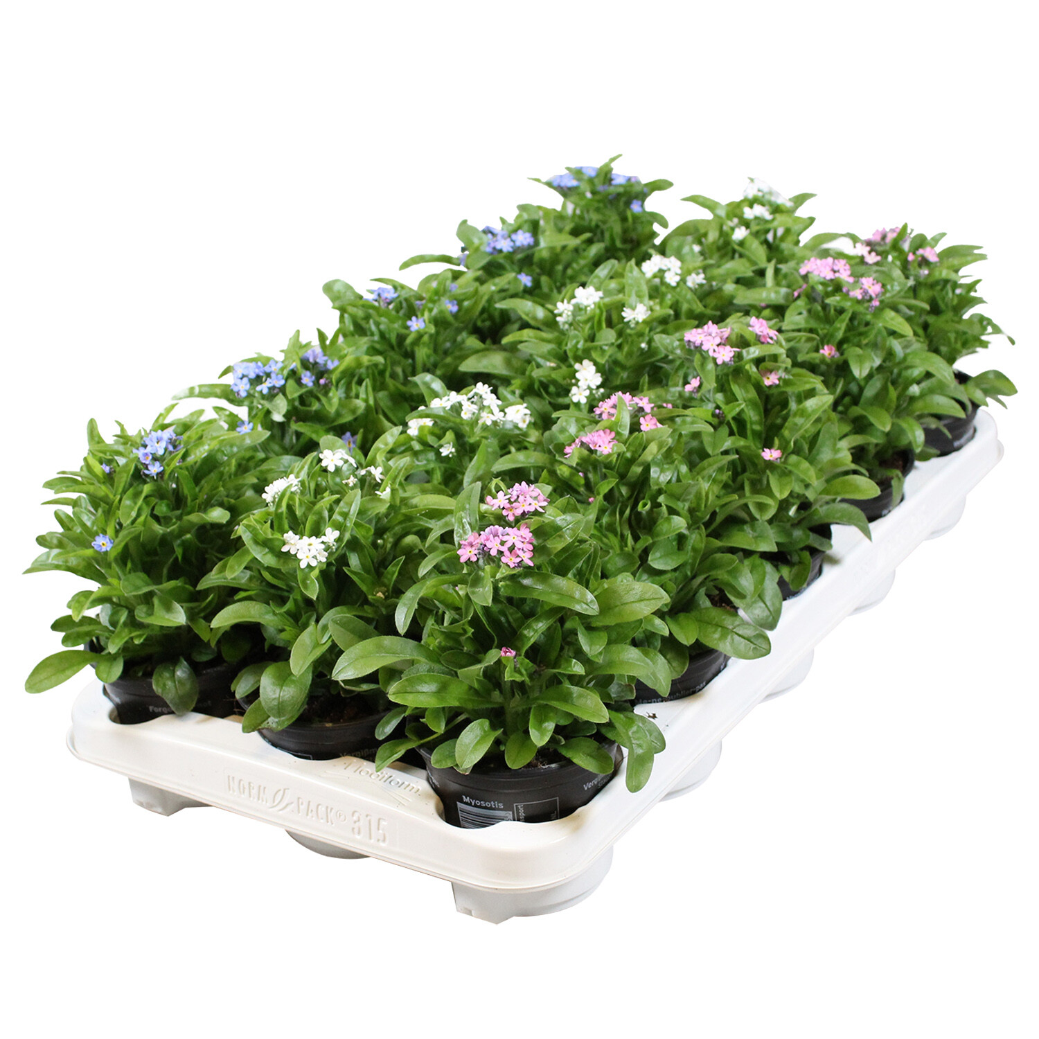 Myosotis Mon Amie Mix - Multicolour Image