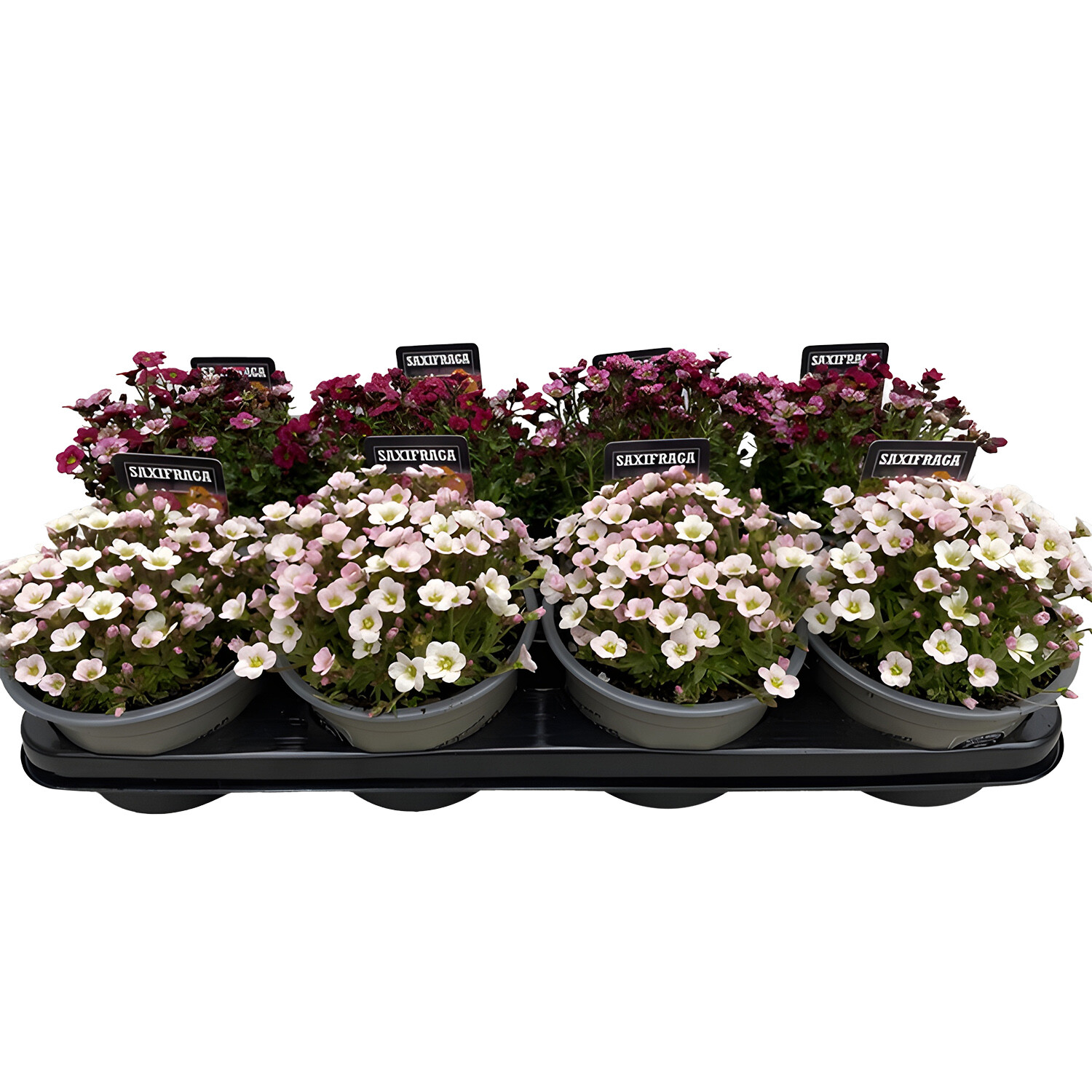 Saxifraga Moshana - White or Red Image