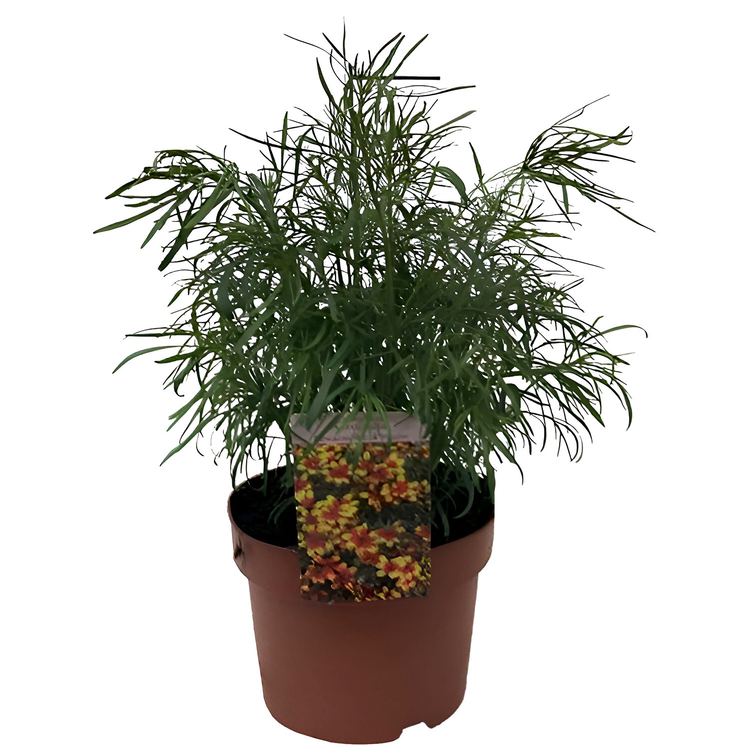 Perennial Coreopsis Corl Red Yellow 19cm - Yellow and Red Image