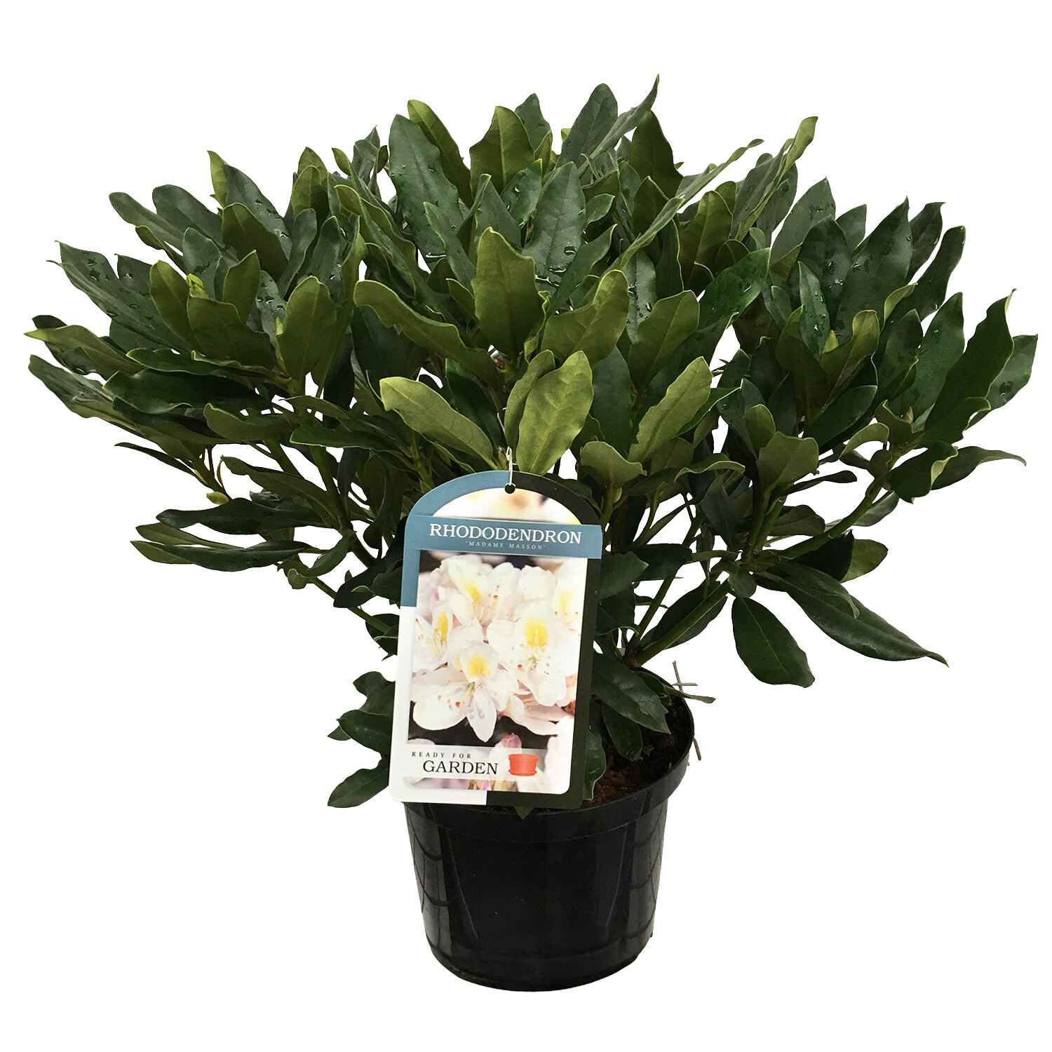 Rhododendron 23cm - Multicolour Image