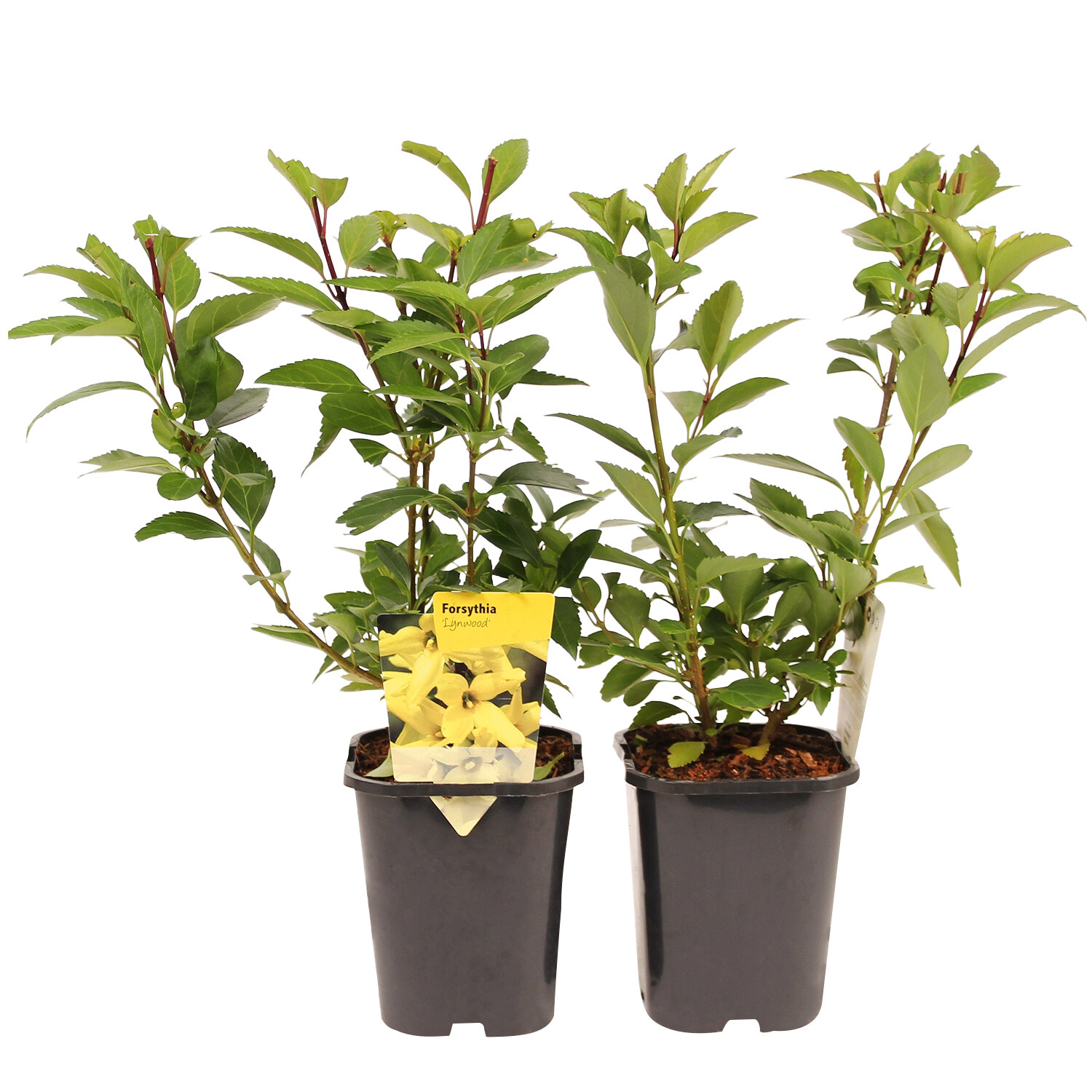 Forsythia Lynwood - Yellow Image