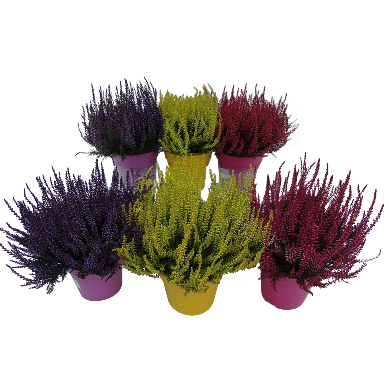 Painted Calluna Mix in Coloured Pot  - Multicolour Image