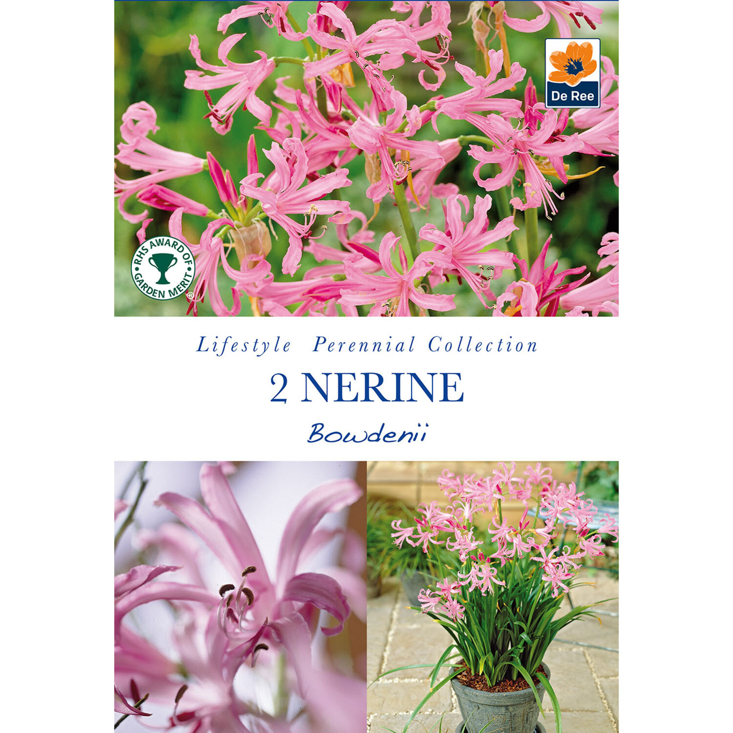 Lifestyle Perennial Bulbs Collection Image 15