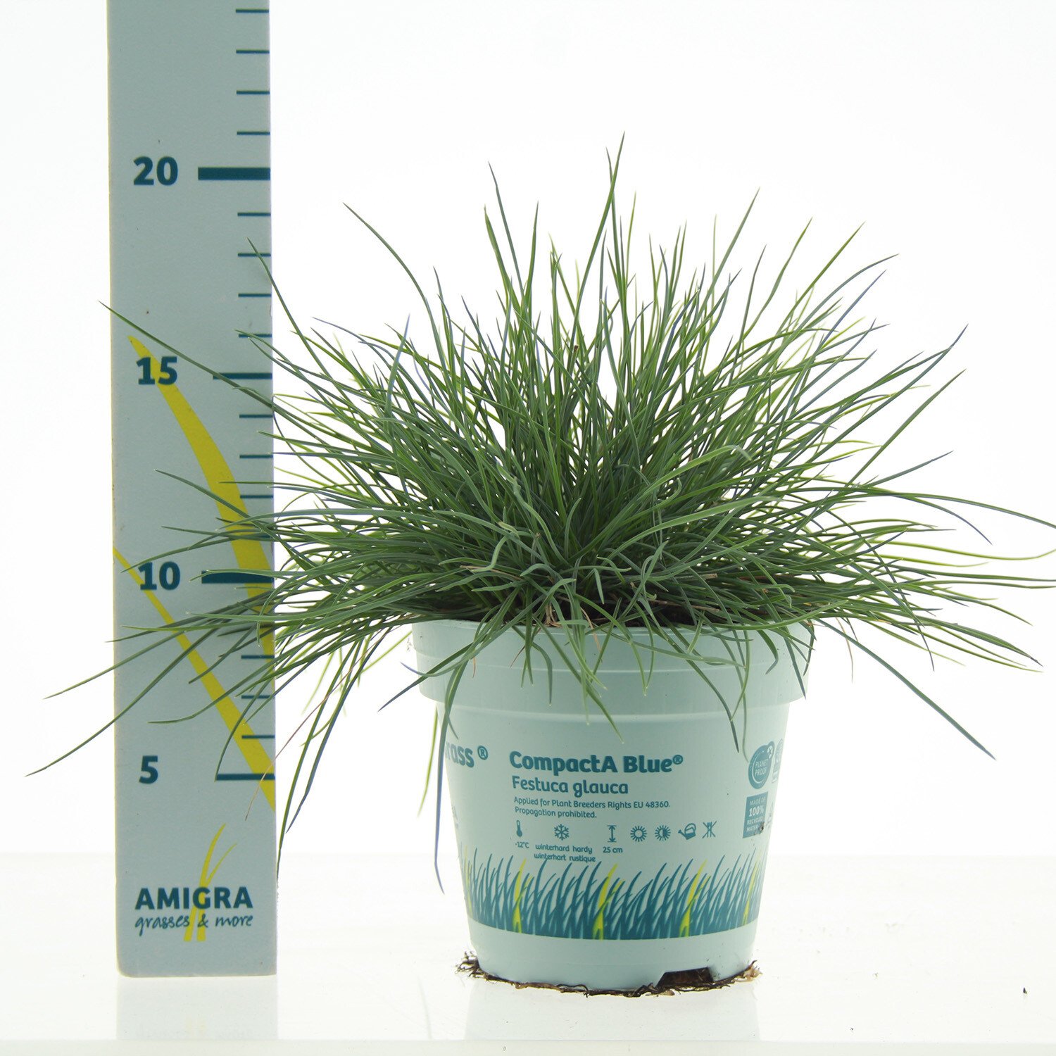 Festuca glauca - Blue / 10.5cm Image