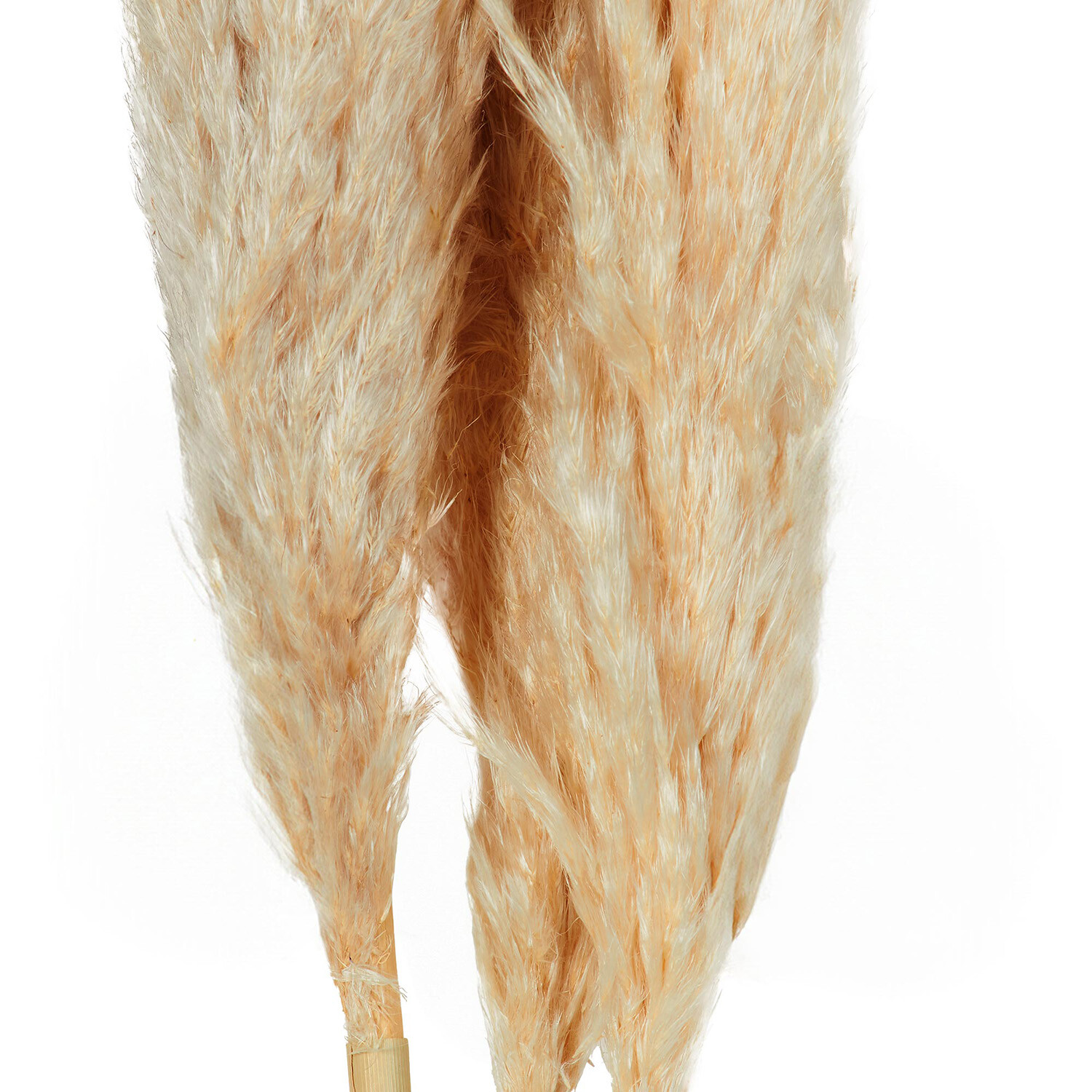 Set of 3 Pampas Grass Natural Image 3