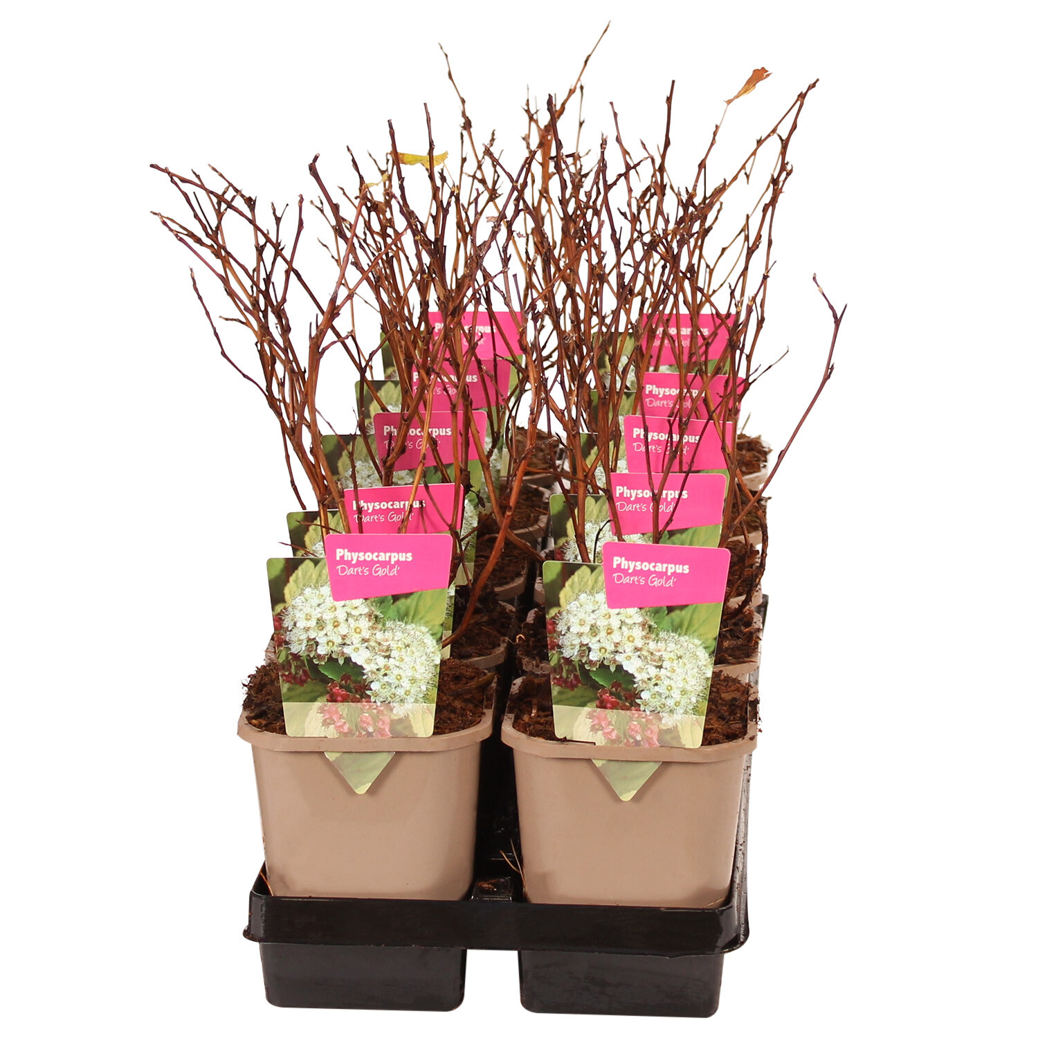 Physocarpus Opulifolius Darts Gold Image