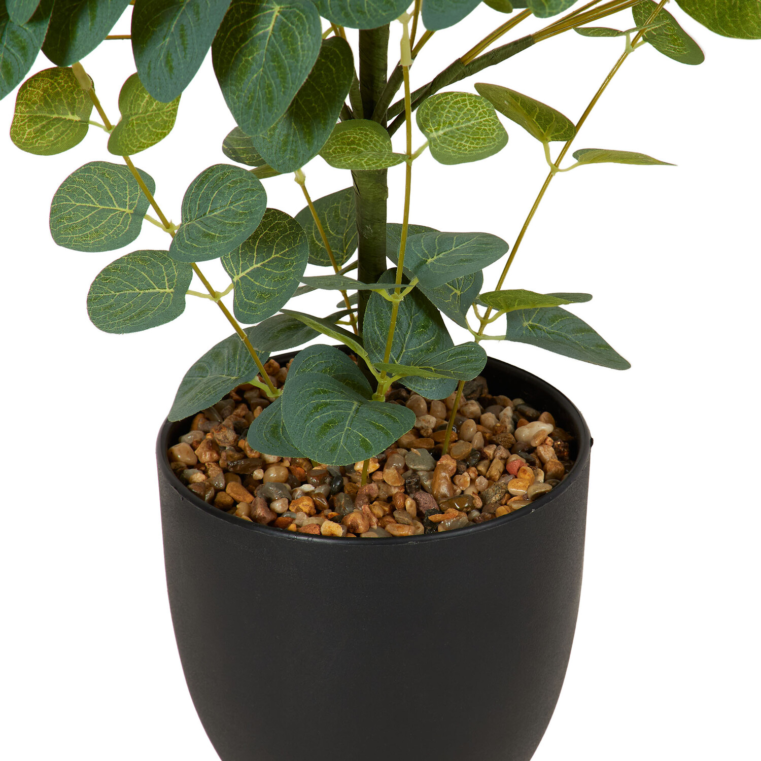 Eucalyptus Tree in Pot Green Image 3