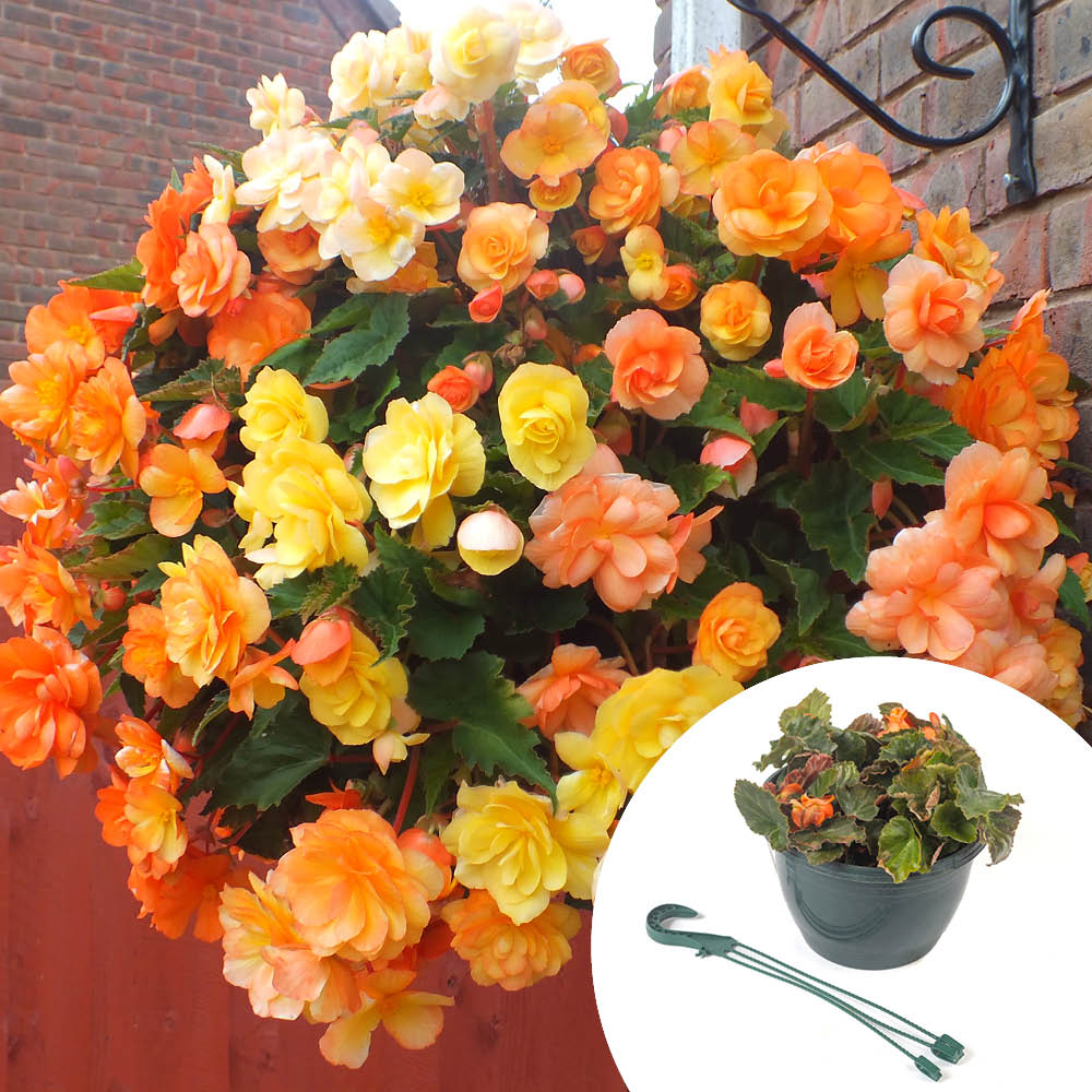 YouGarden Begonia Apricot Shades Preplanted Hanging Basket 25cm Image 3