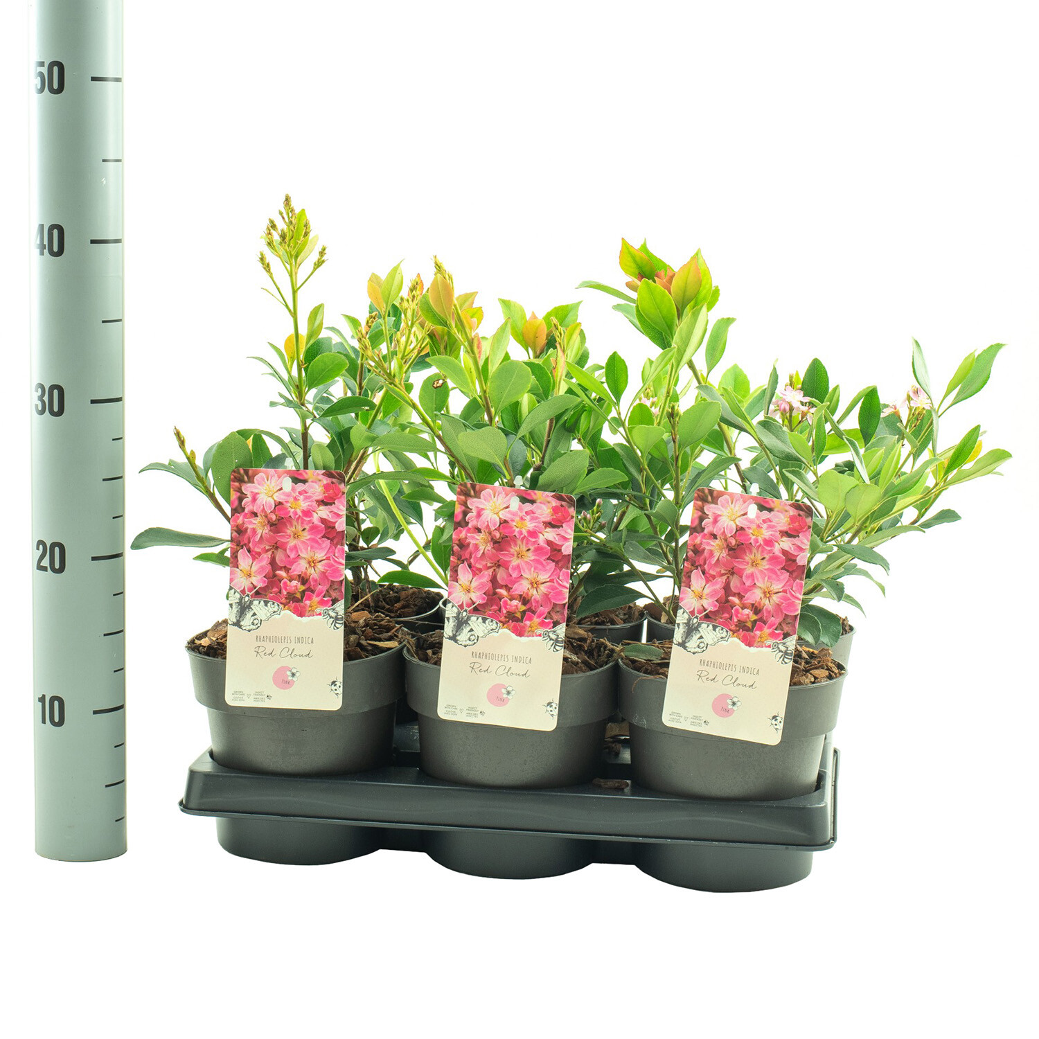 Rhaphiolepis Red Cloud 15cm - Green and Red Image 2