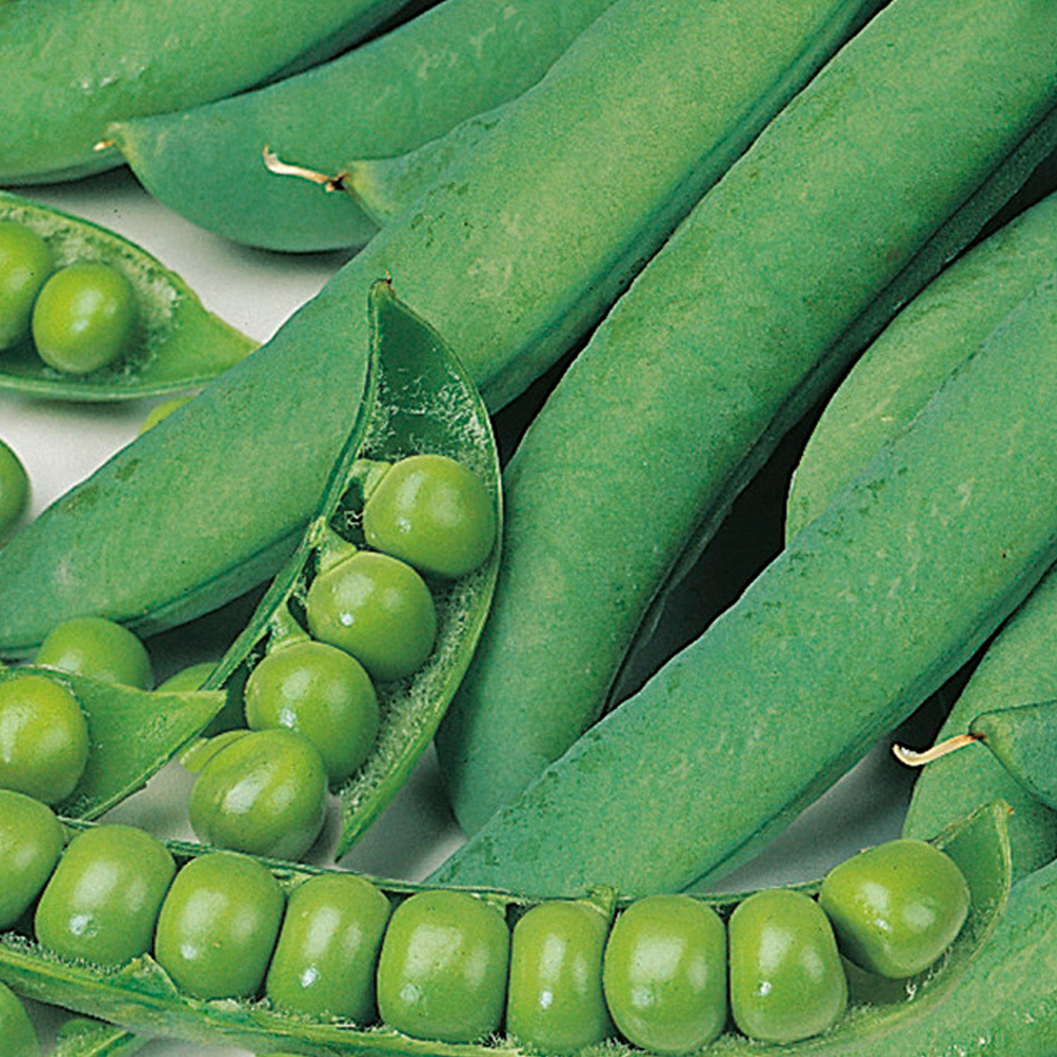 Johnsons Early Little Marvel Pea Seeds Image 1