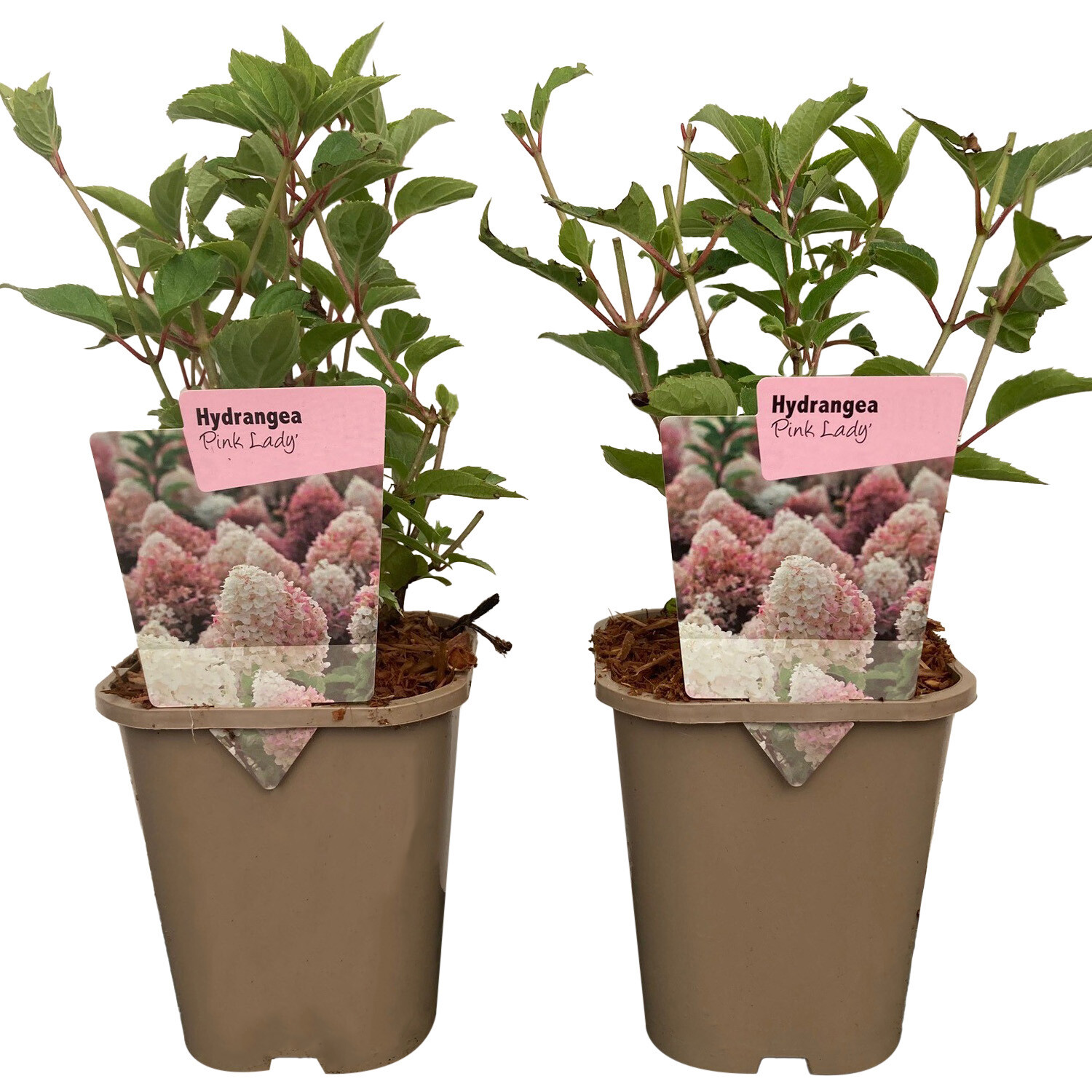 Hydrangea Pink Lady 11cm - Pink Image