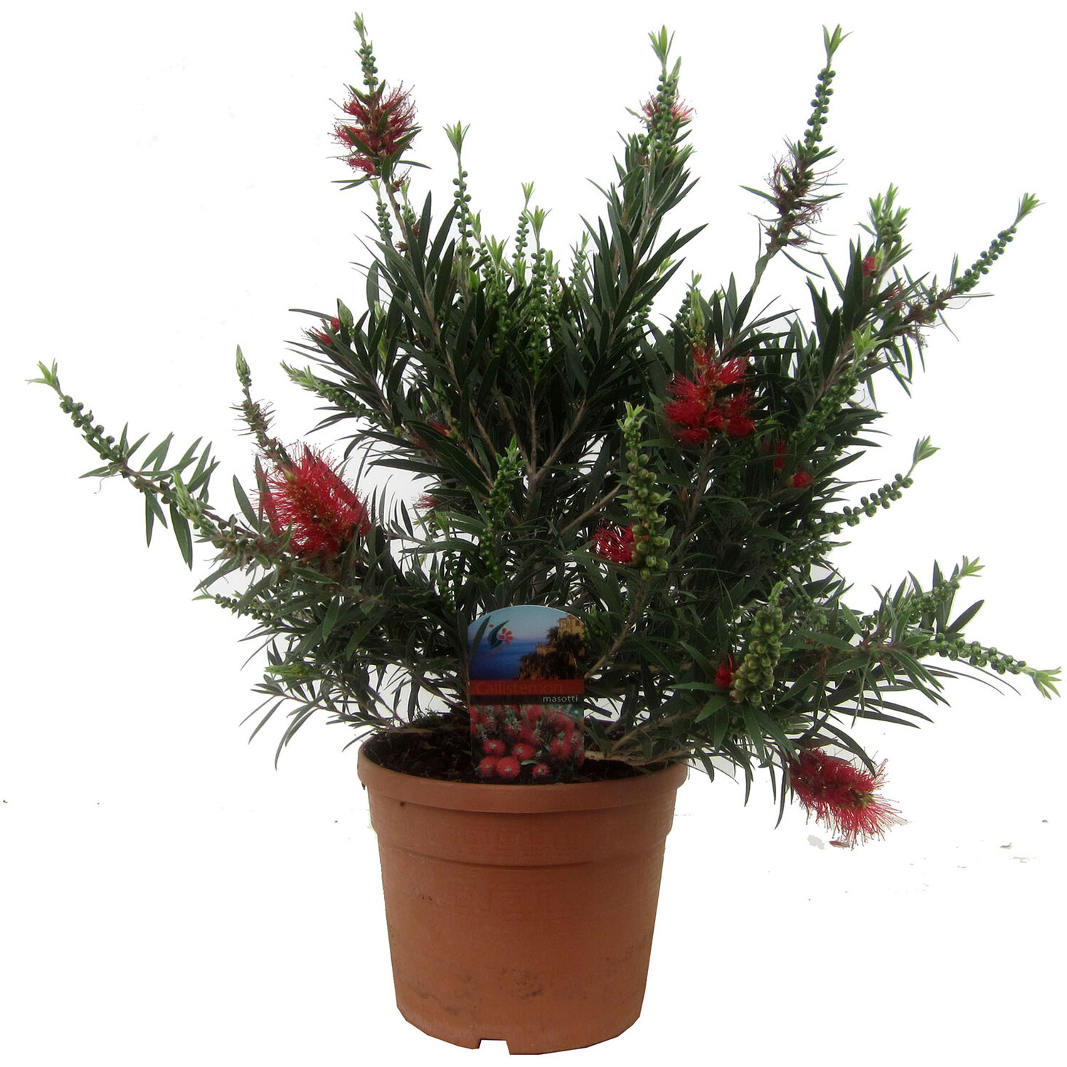 Callistemon Masotti 19cm - Red Image