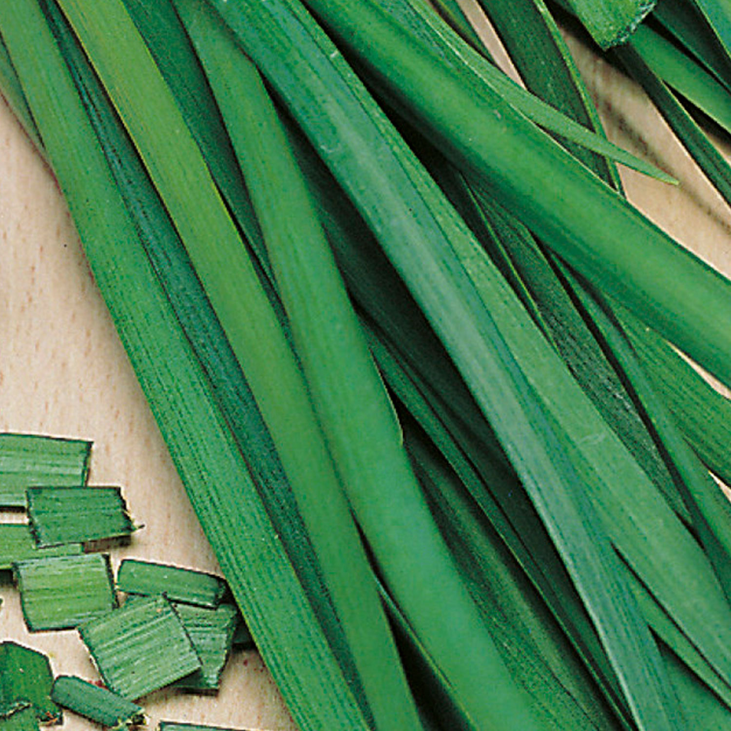 Johnsons Garlic Chives Herb Seeds Image 1