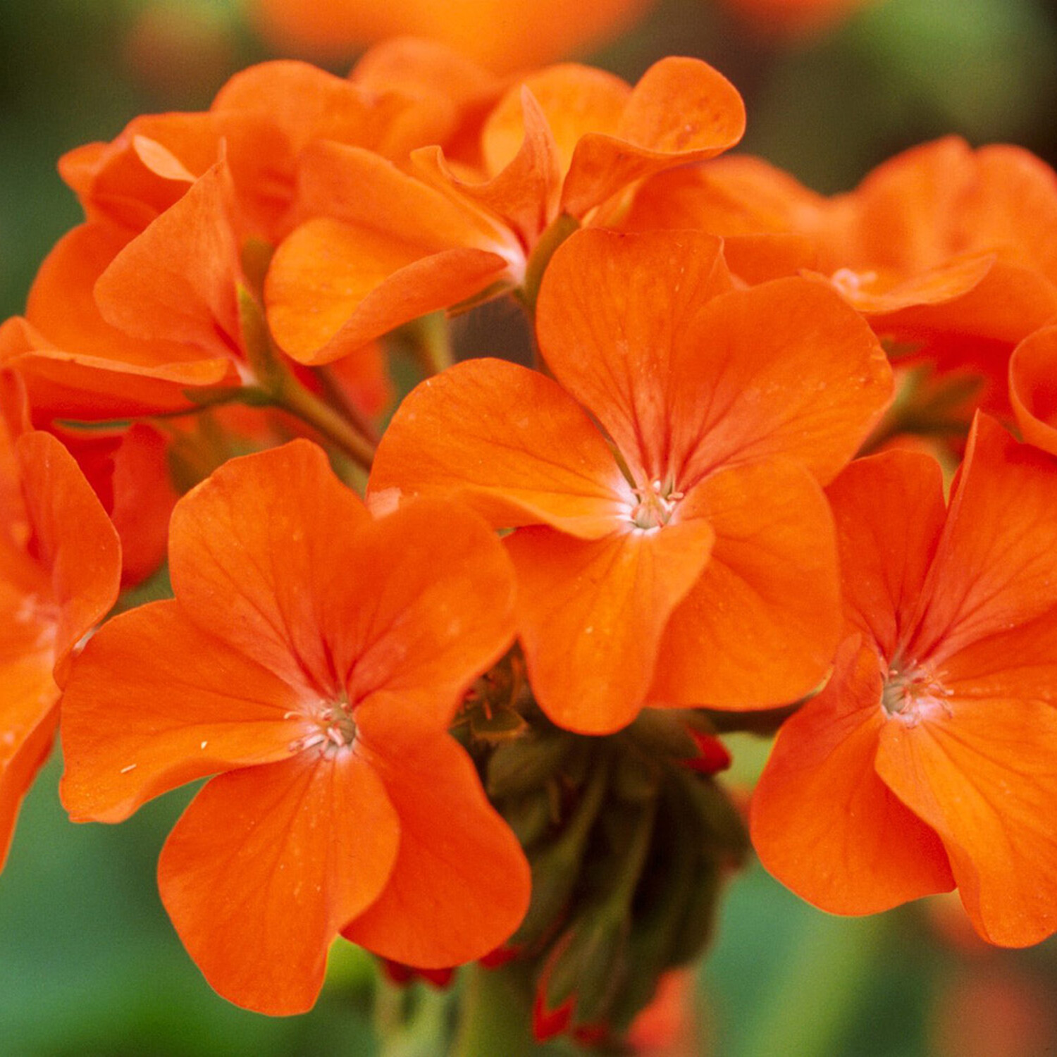 Pelargonium Zonal Occ Shield Pot - Orange Image