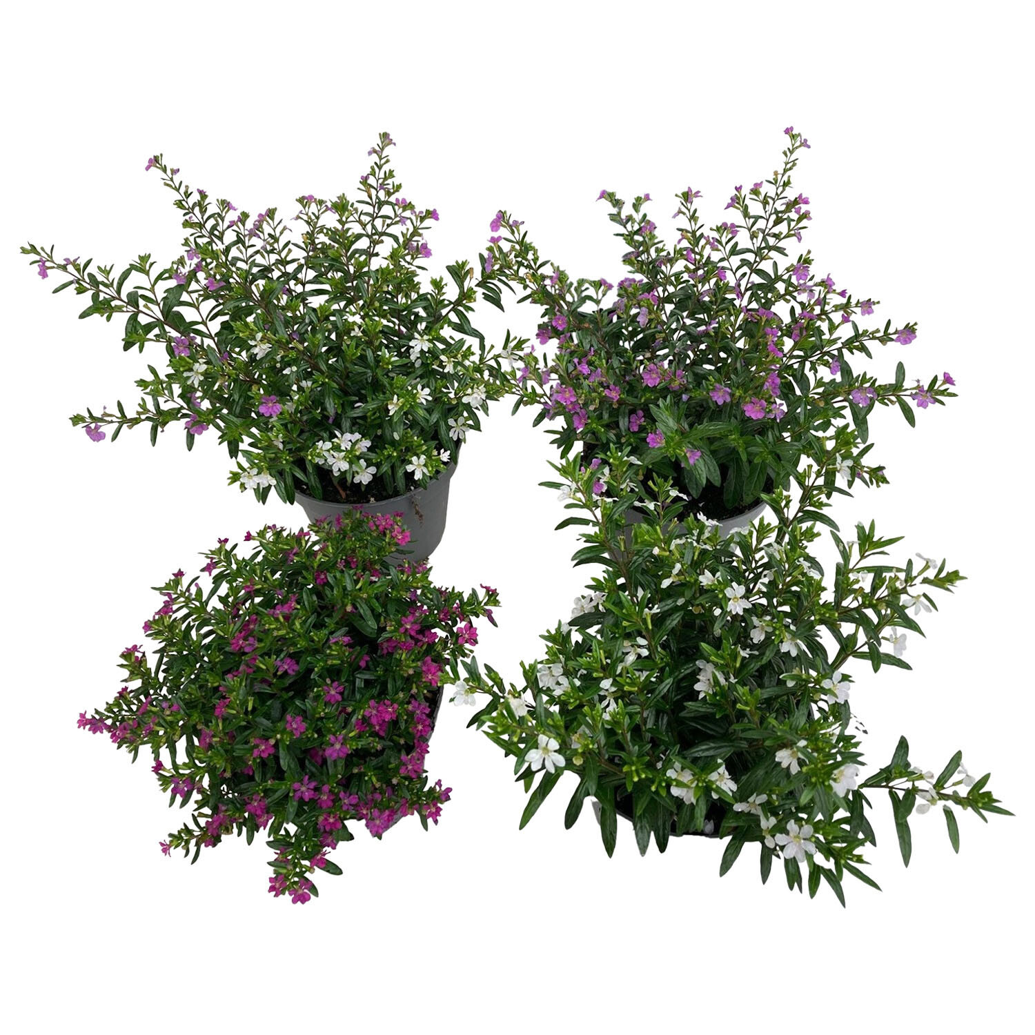 Cuphea Hyssopifolia 13cm - Multicolour Image