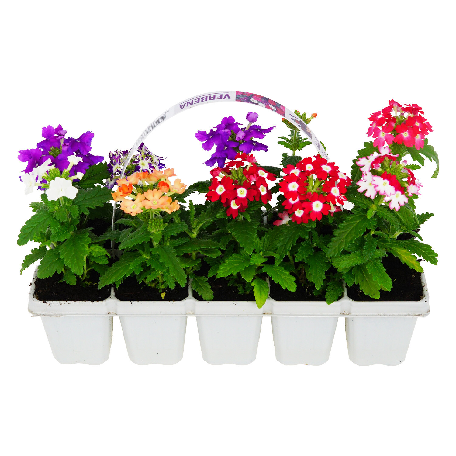 Pack of 10 Verbena Bedding - Multicolour Image
