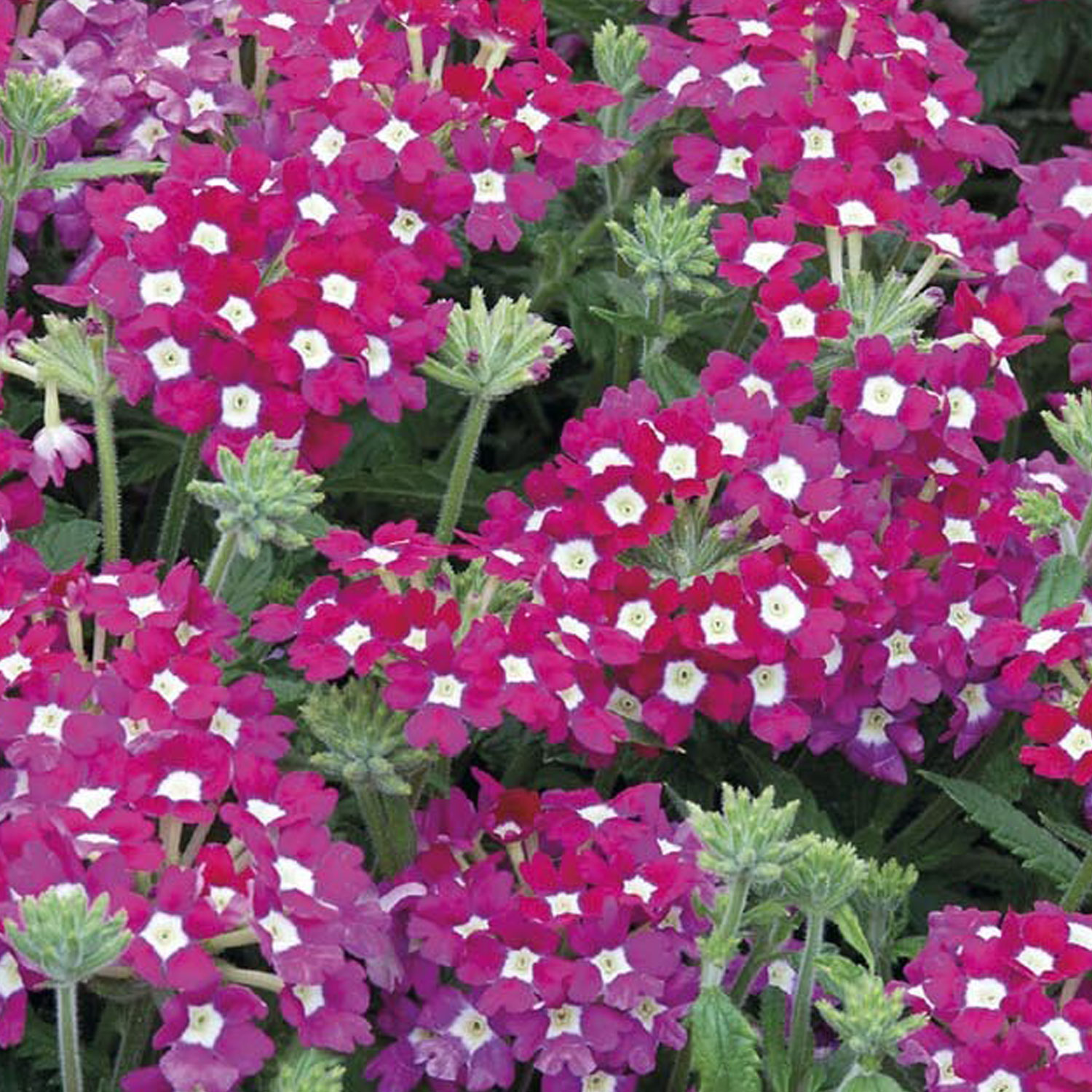 Johnsons Verbena Scentsation Red Flower Seeds Image 1