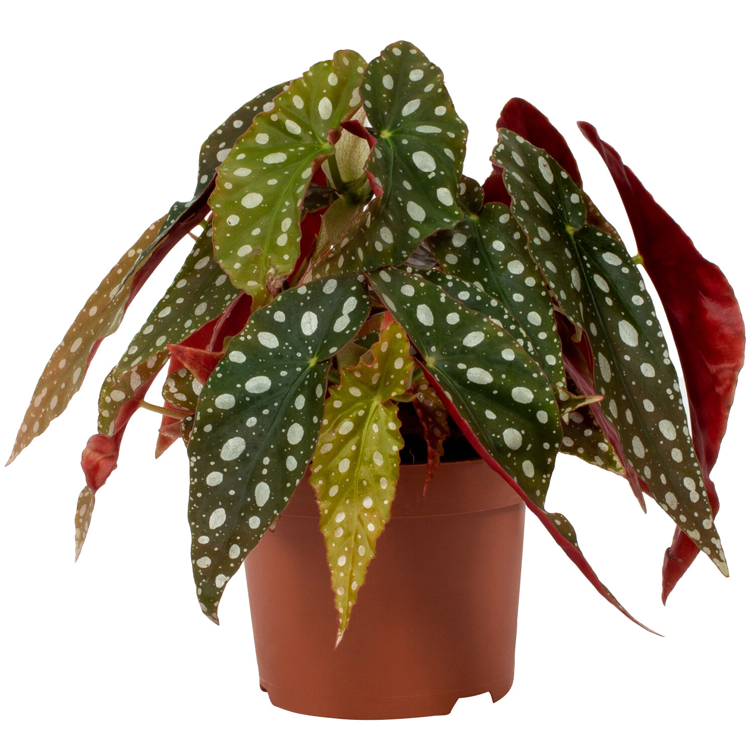 Begonia Silver Spot Image