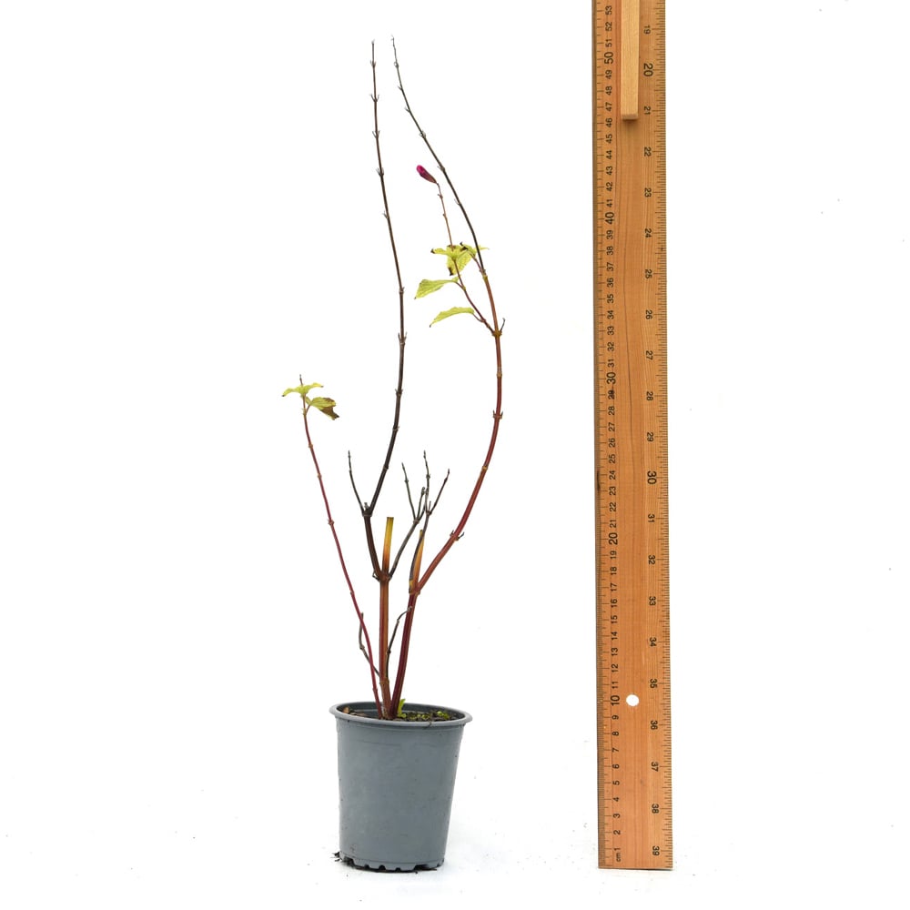 Thompson and Morgan Salvia Amethyst Lips Plant Pot 9cm Image 3