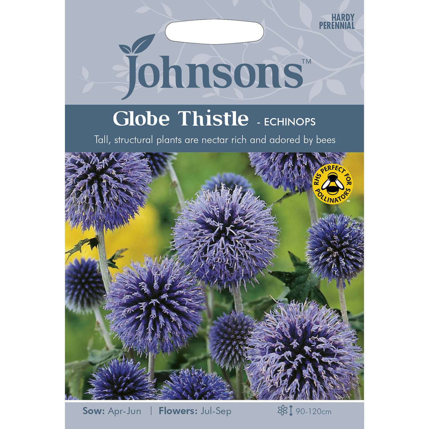 Johnsons Globe Thistle Echinops Flower Seeds Image 2