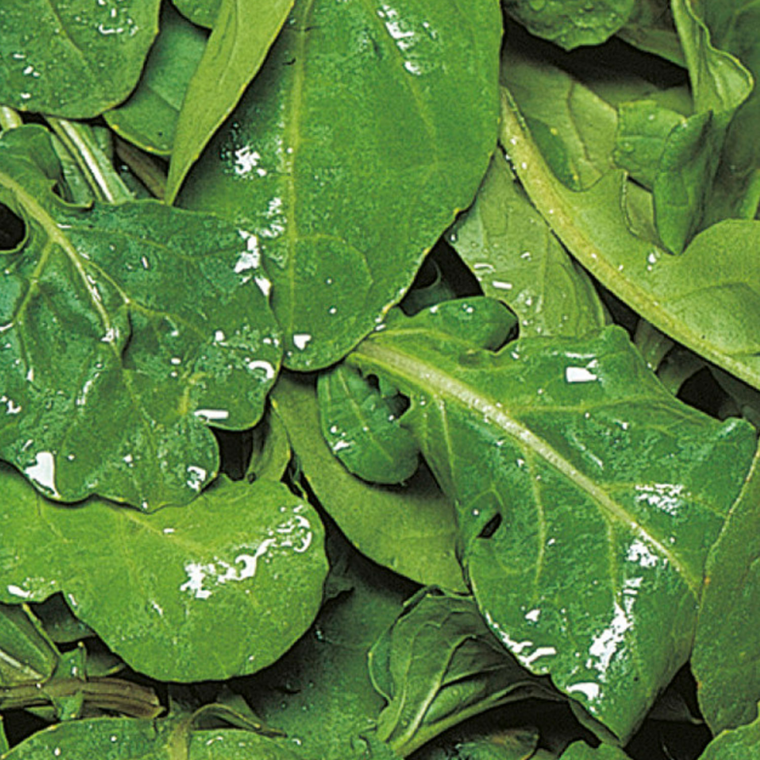 Johnsons Rocket Seeds Image 1