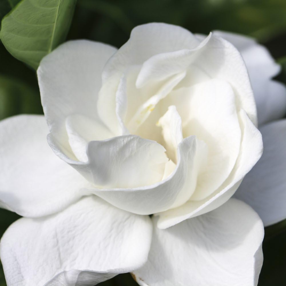 Thompson & Morgan Gardenia Jasminoides Potted Plant Image 3