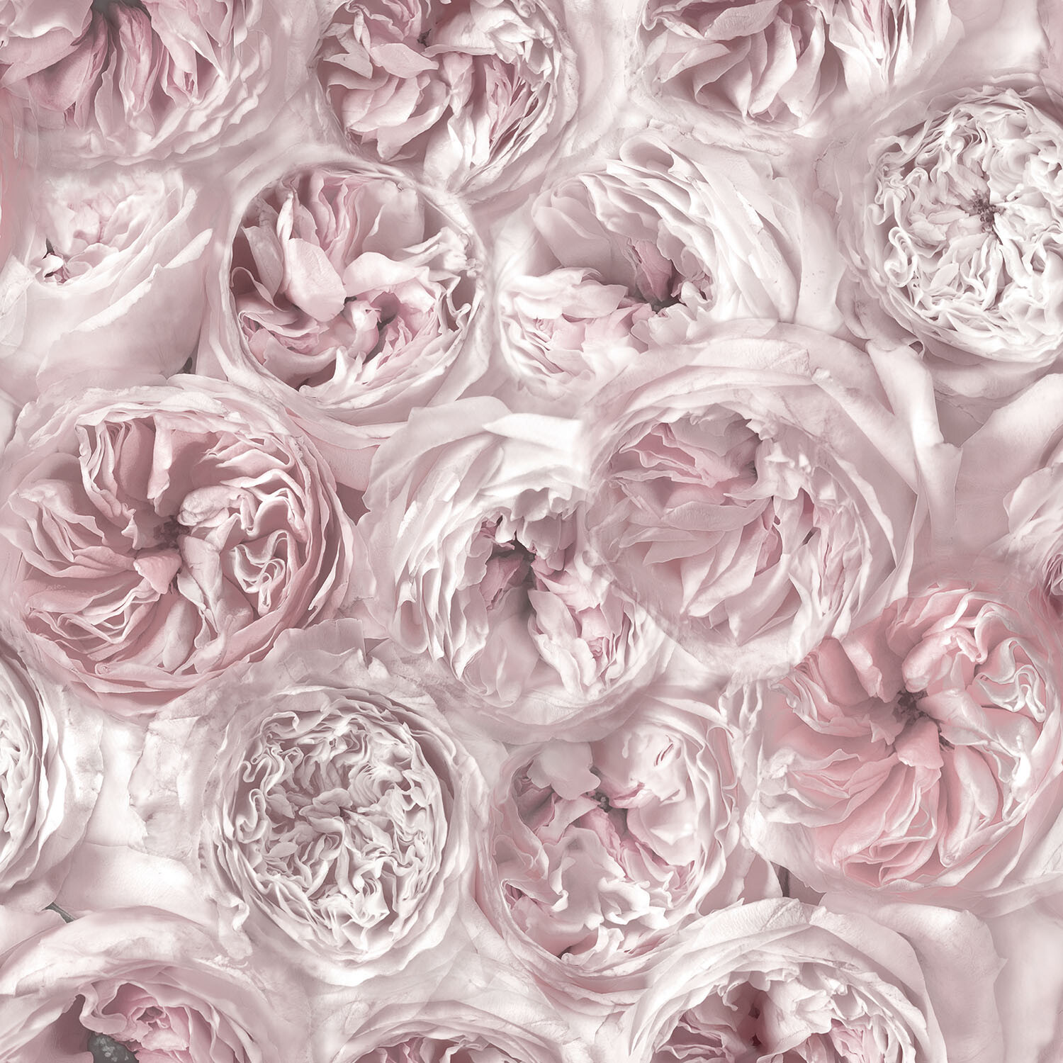 Peony Pink Wallpaper Pink Image 1