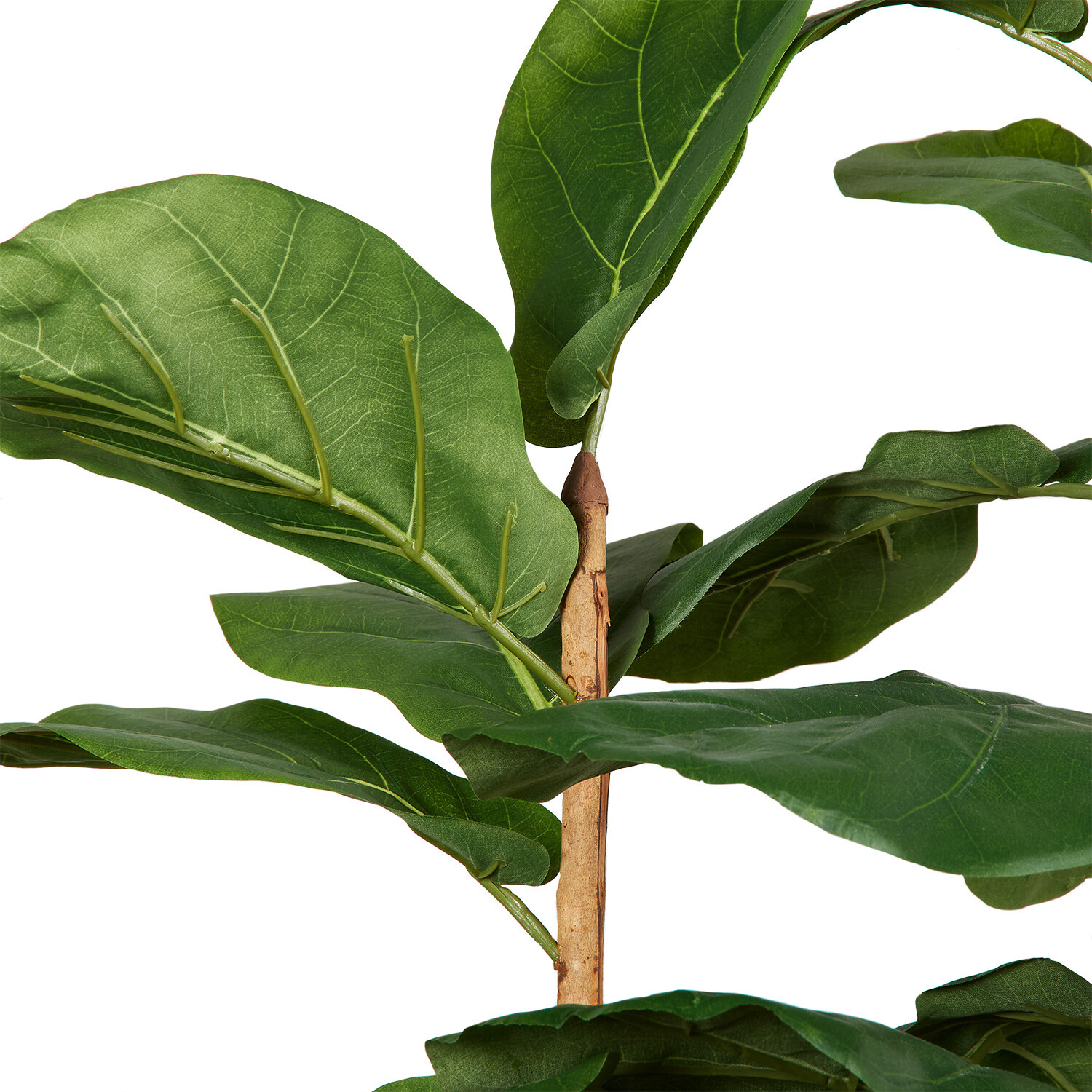 Fiddle Tree - Green Image 2