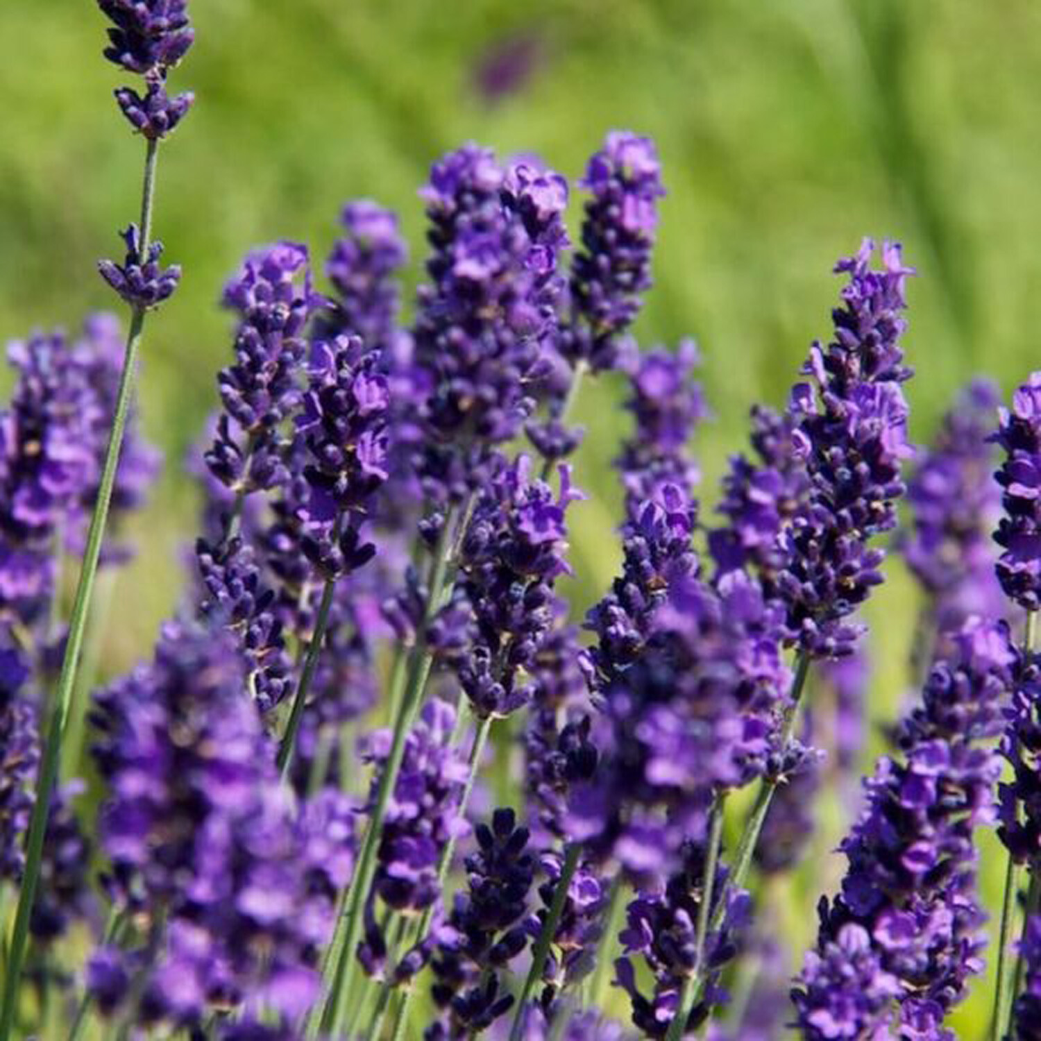 Lavender Hidcote - Purple Image
