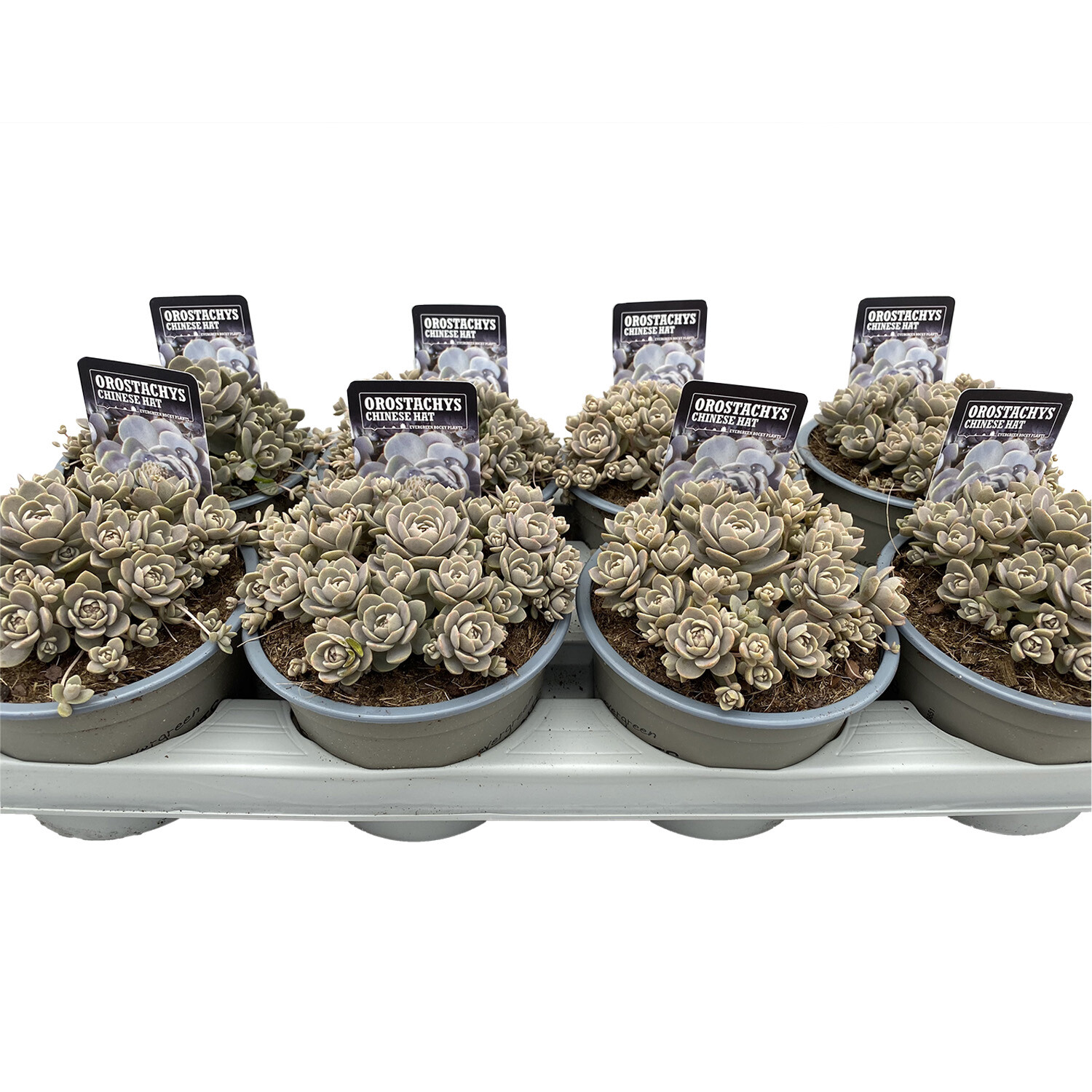 Orostachys 14cm - Green Image