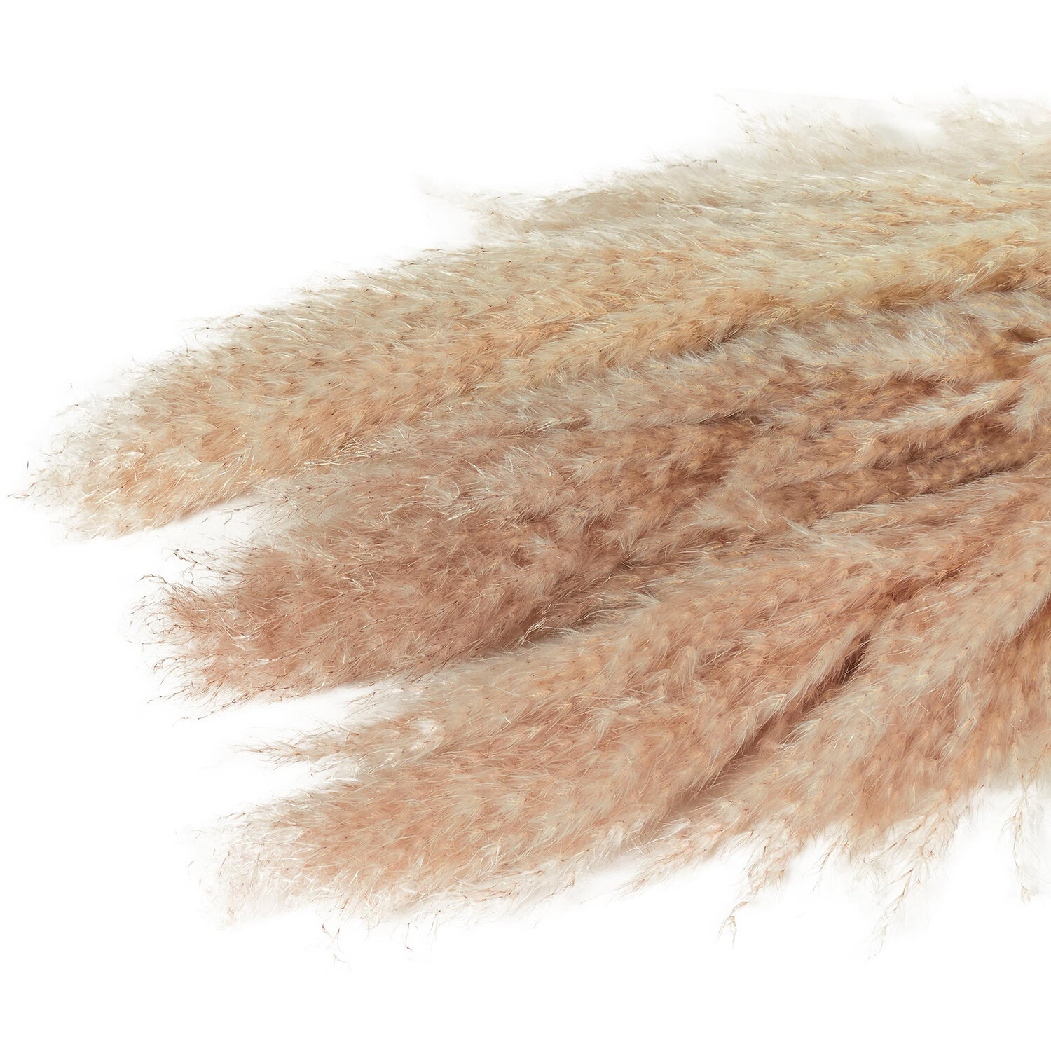 Set of 3 Pampas Grass Natural Image 4