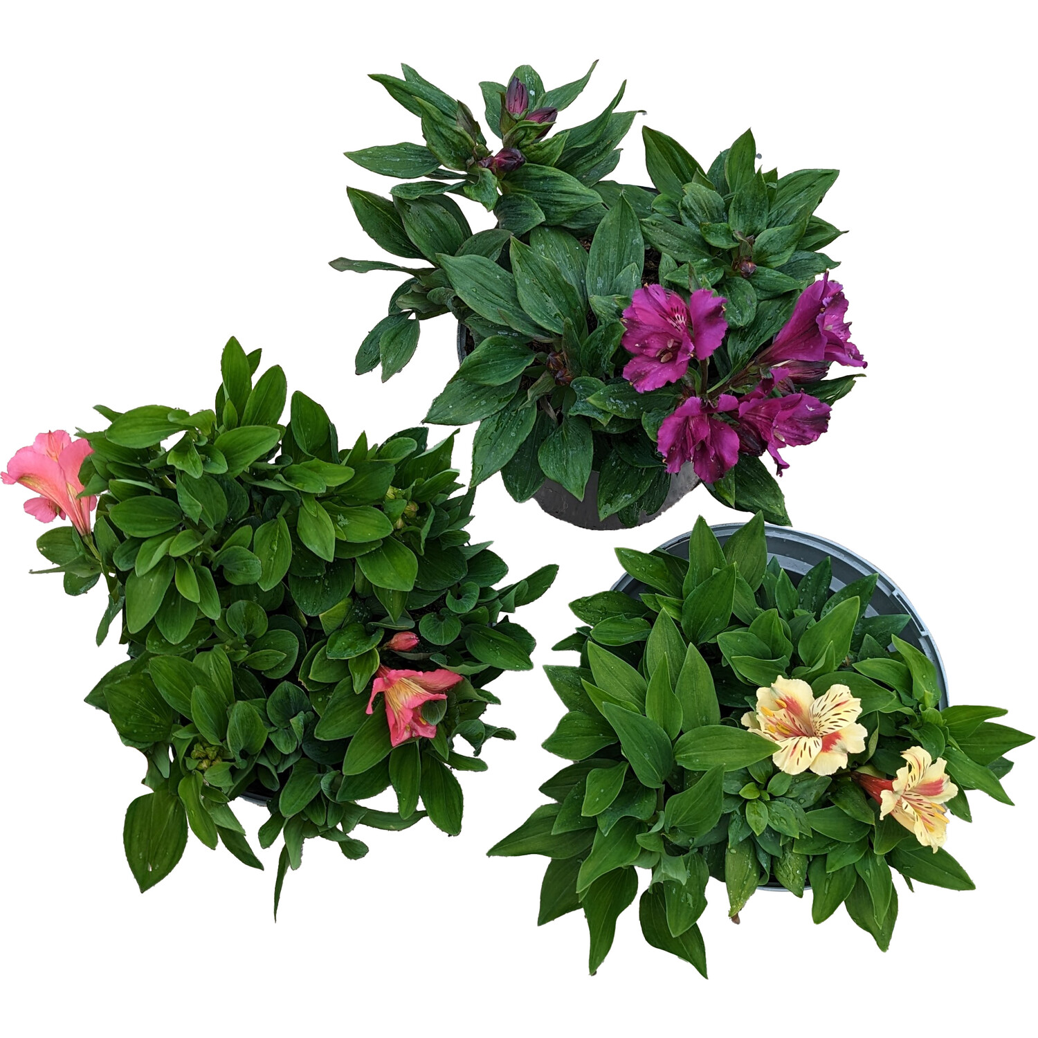 Alstroemaria Inticancha Mix 50cm - Multicolour Image