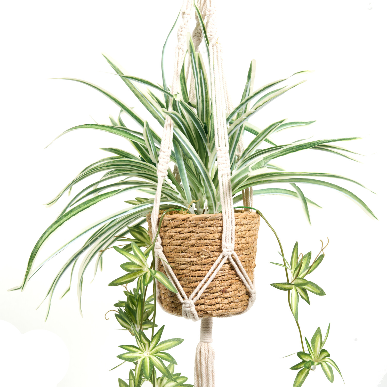 Spider Plant in Water Hyacinth Basket Image 3